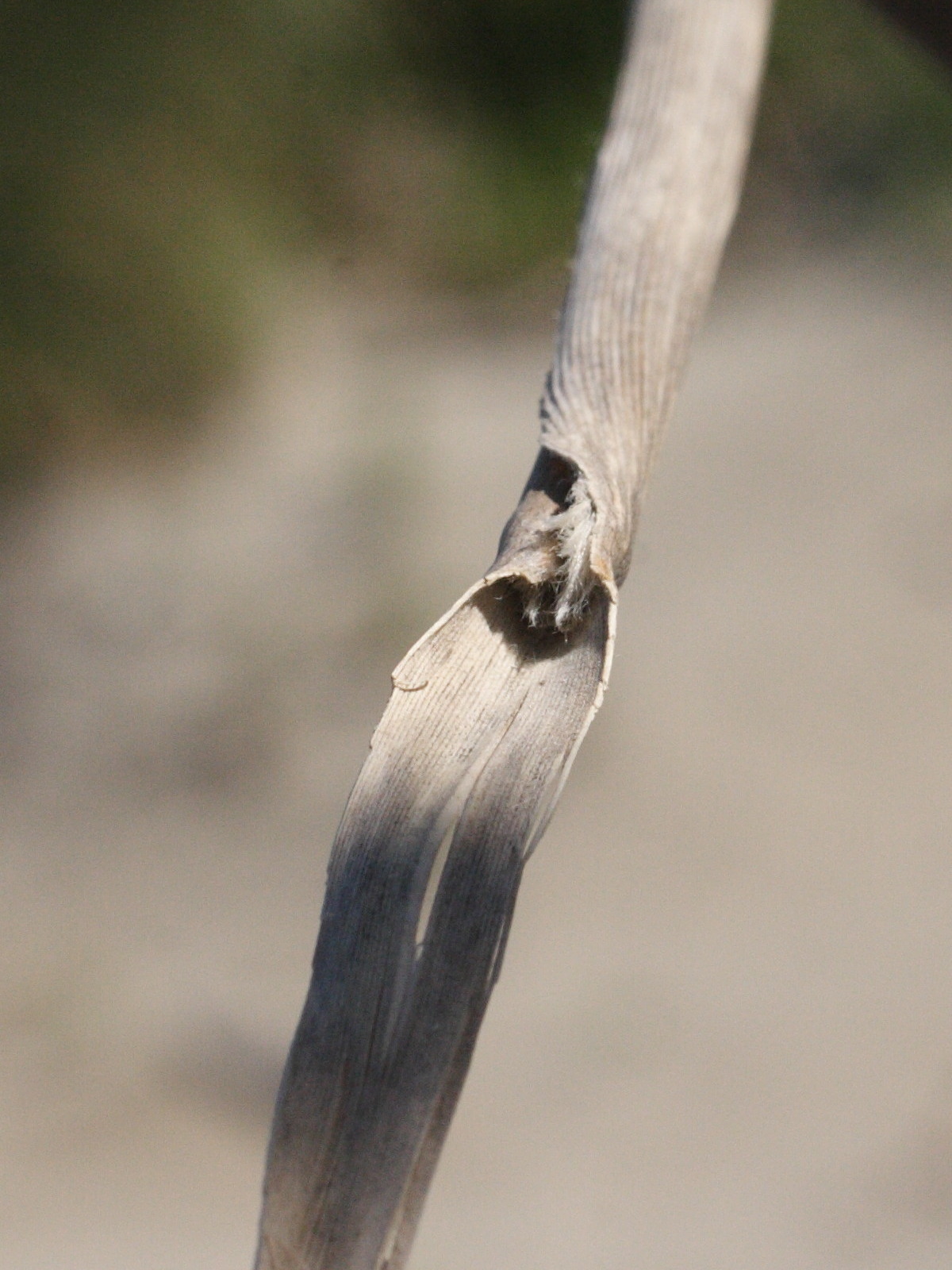 erianthus_ravennae4md