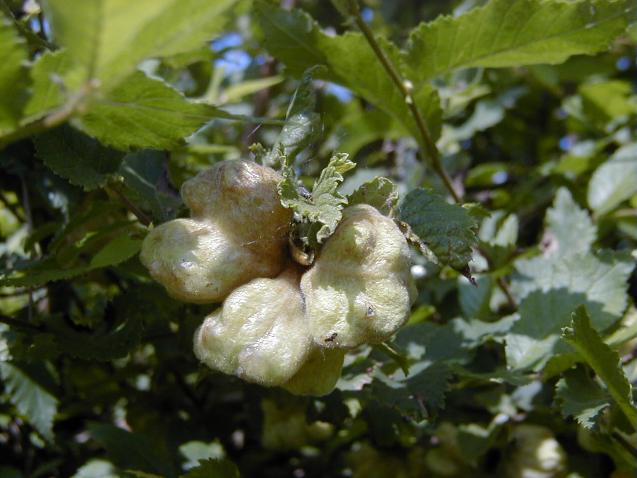 eriosoma_lanuginosum_galle3md