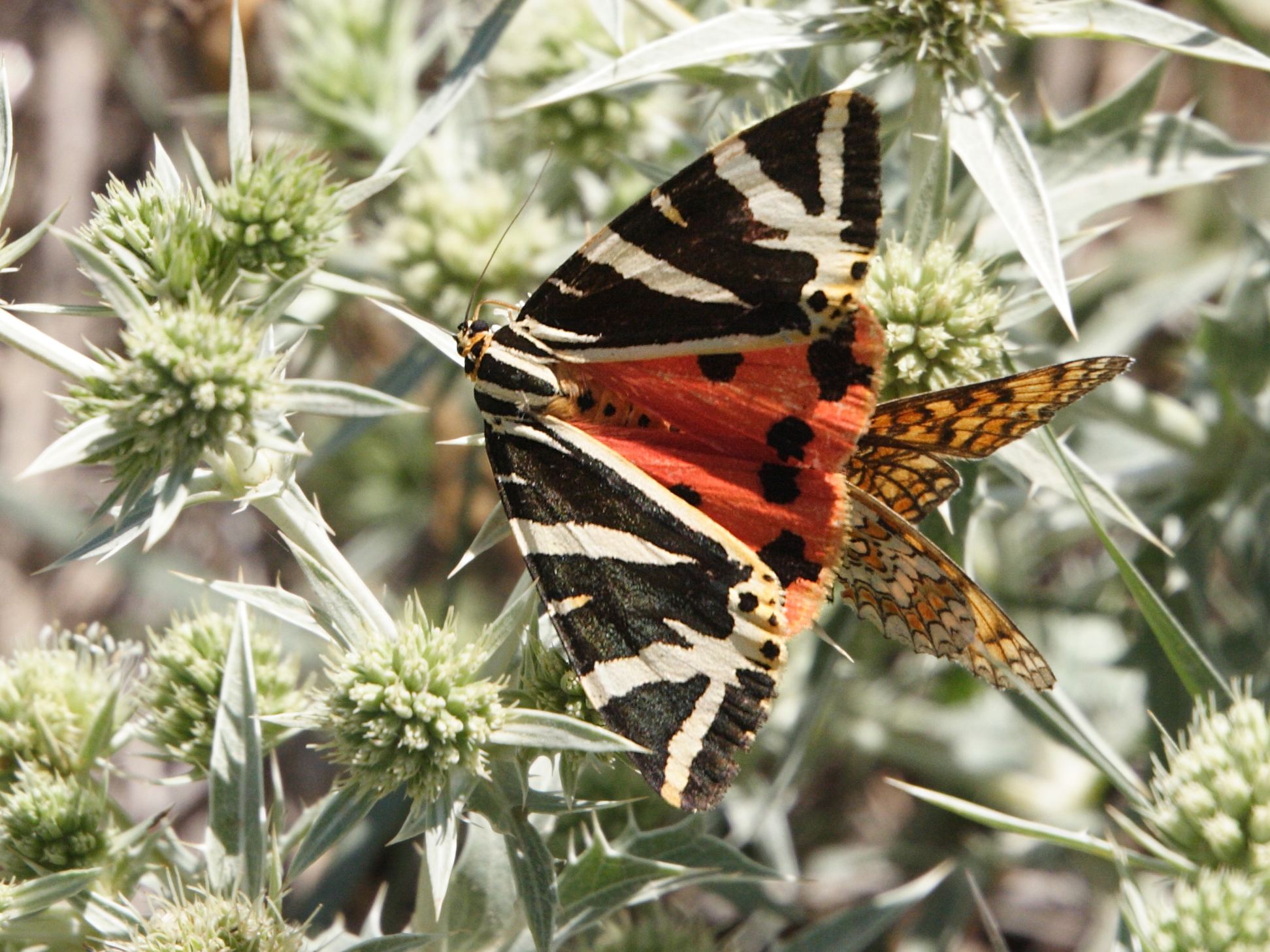 Afficher le média euplagia_quadripunctaria3md euplagia_quadripunctaria3md