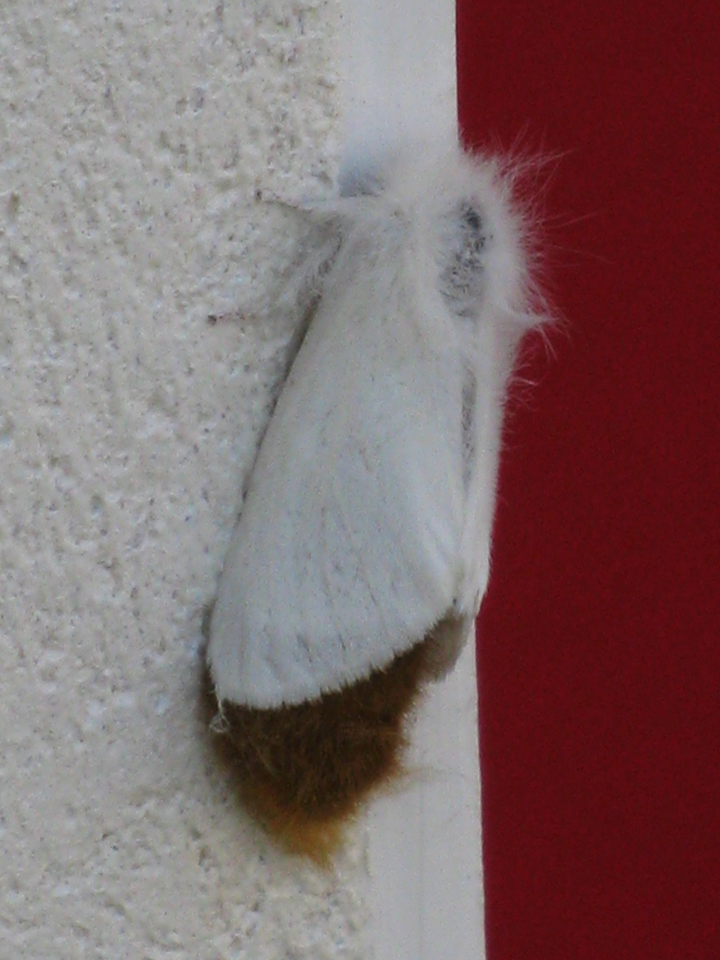 euproctis_chrysorrhea_ponte1mv