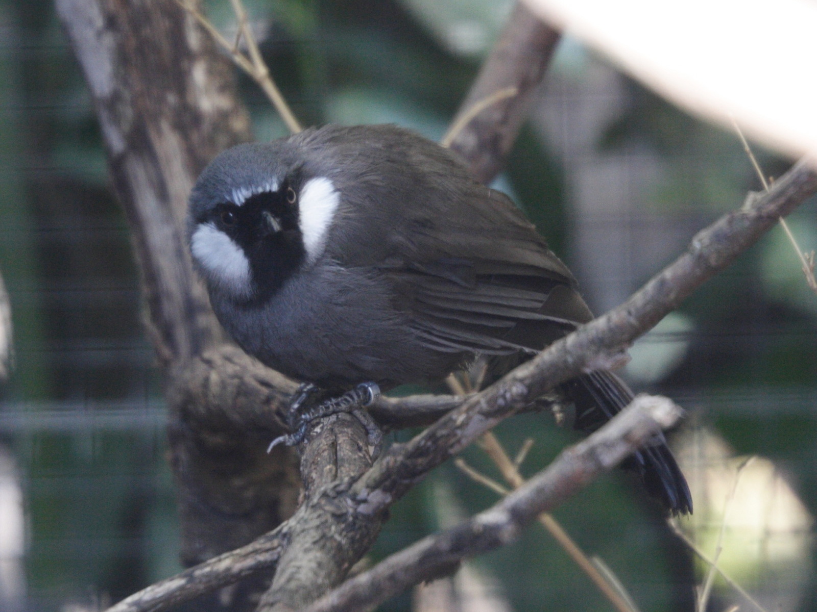 garrulaxe_a_joues_blanches_-_garrulax_chinensis1md