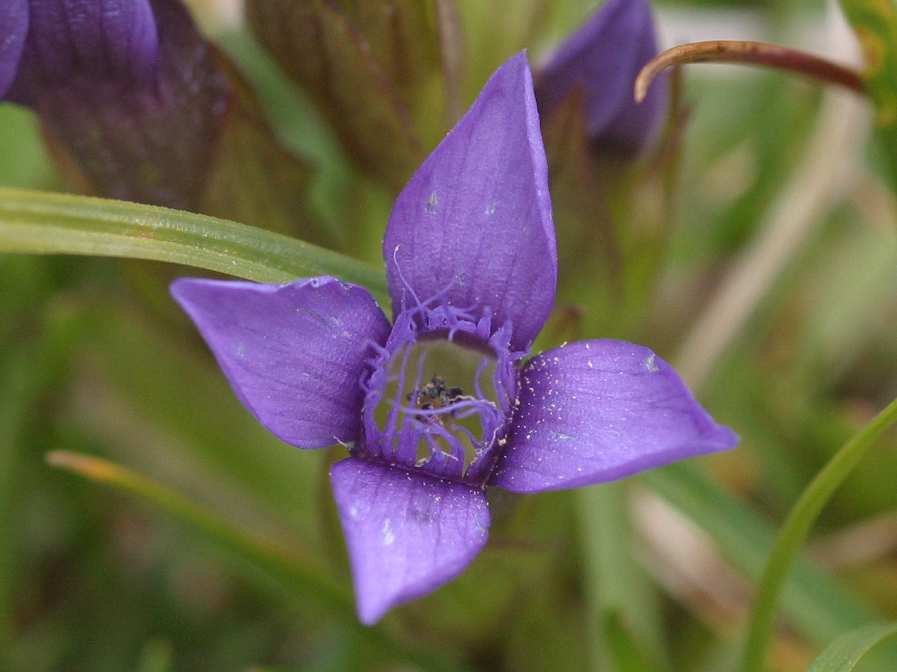 Afficher le média gentianella_campestris2bmd gentianella_campestris2bmd