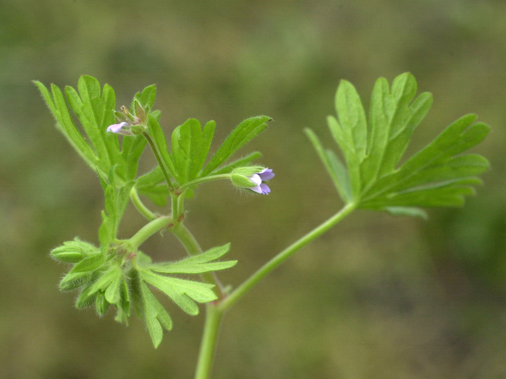 geranium_pusillum2md