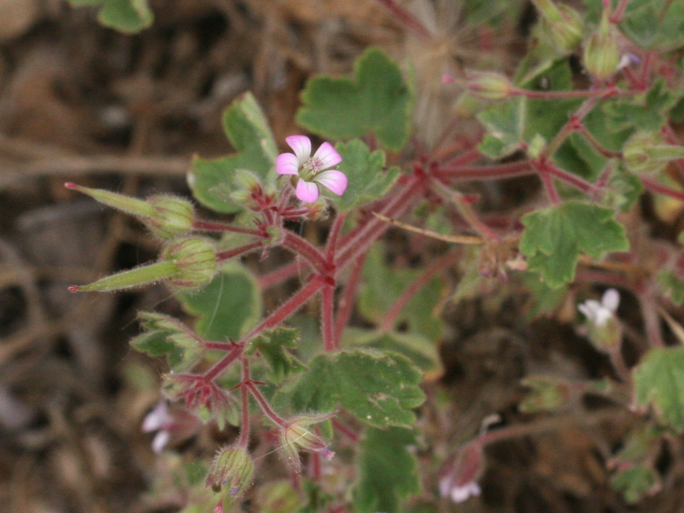geranium_rotundifolium2md