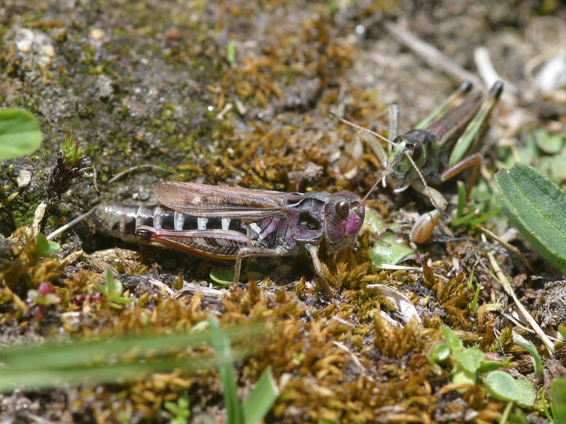 gomphocerus_sibiricus4bd