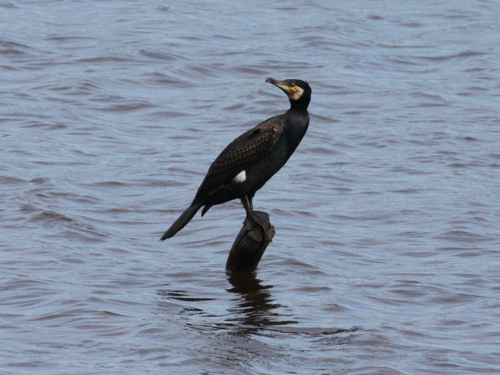 grand_cormoran_-_phalacrocorax_carbo5md