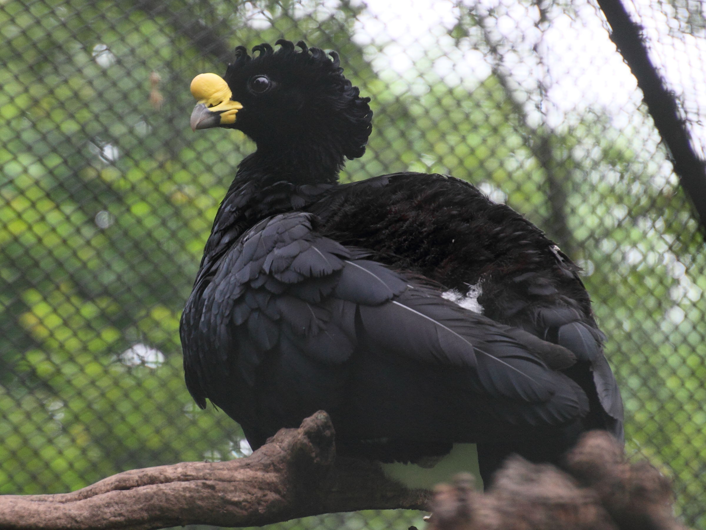 grand_hocco_-_crax_rubra1md