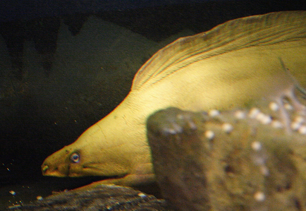 gymnothorax_funebris1md