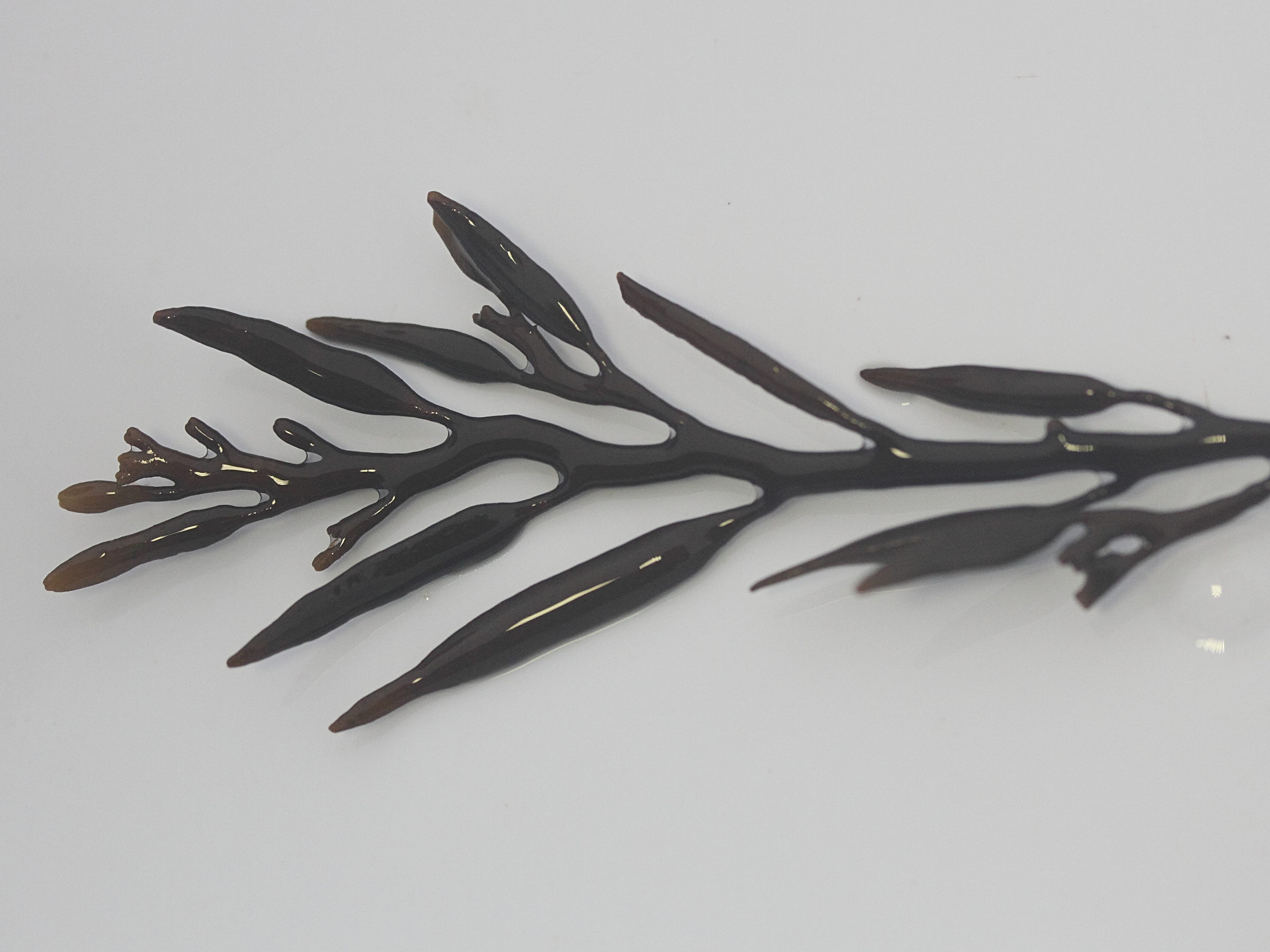 Afficher le média halidrys_siliquosa2md halidrys_siliquosa2md