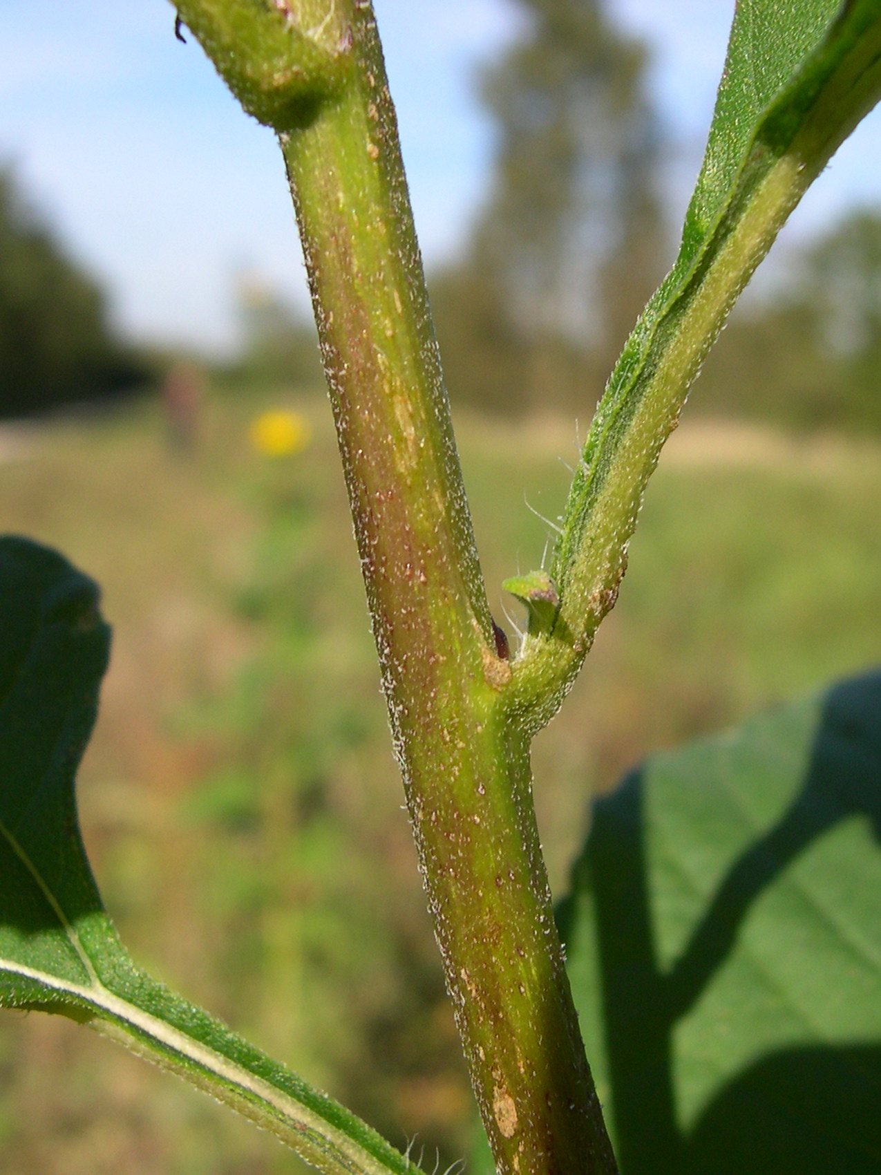 Afficher le média helianthus_tuberosus3md helianthus_tuberosus3md