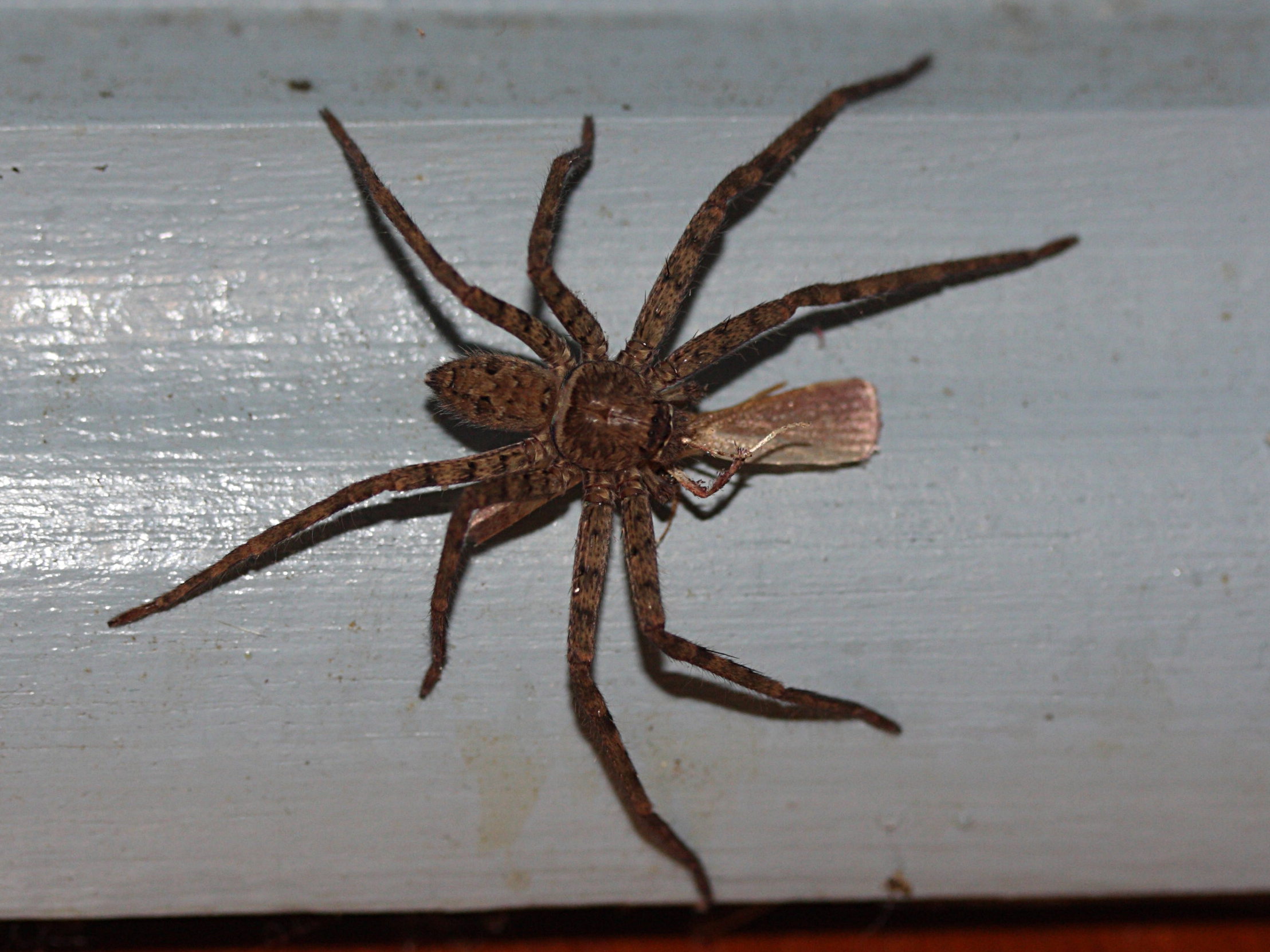 heteropoda_venatoria2md