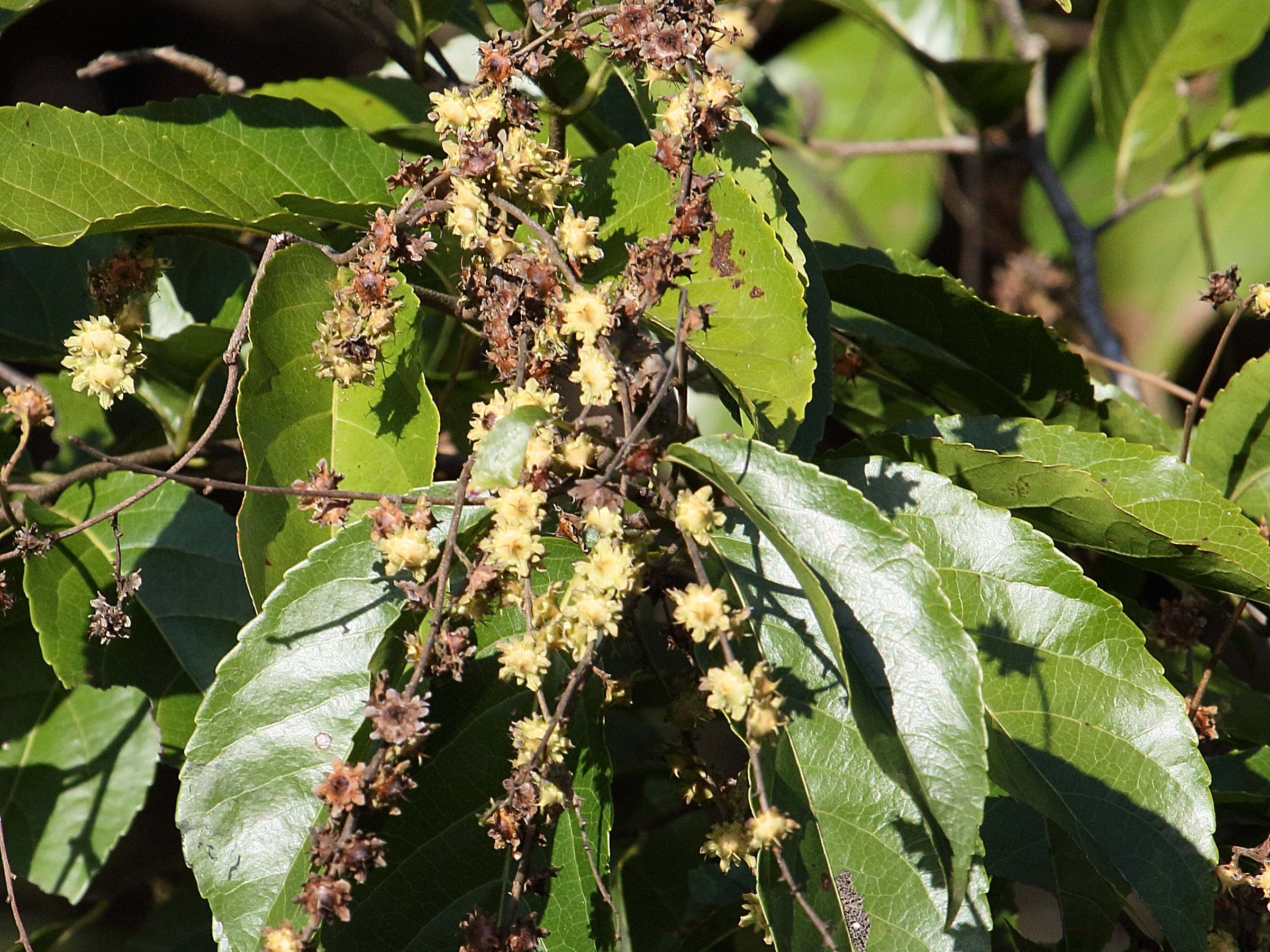 Afficher le média homalium_guianense3bd homalium_guianense3bd