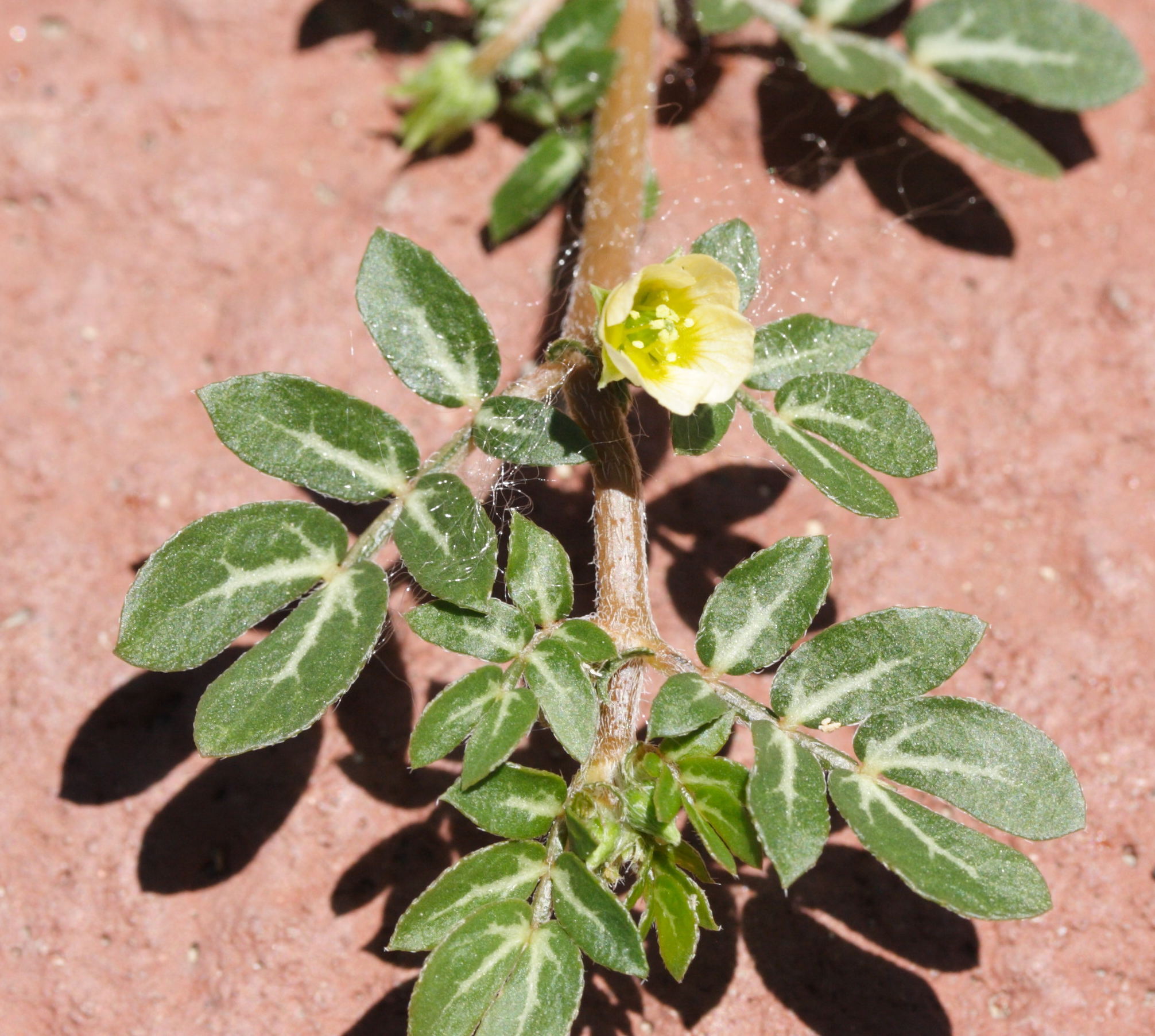 kallstroemia_maxima4md