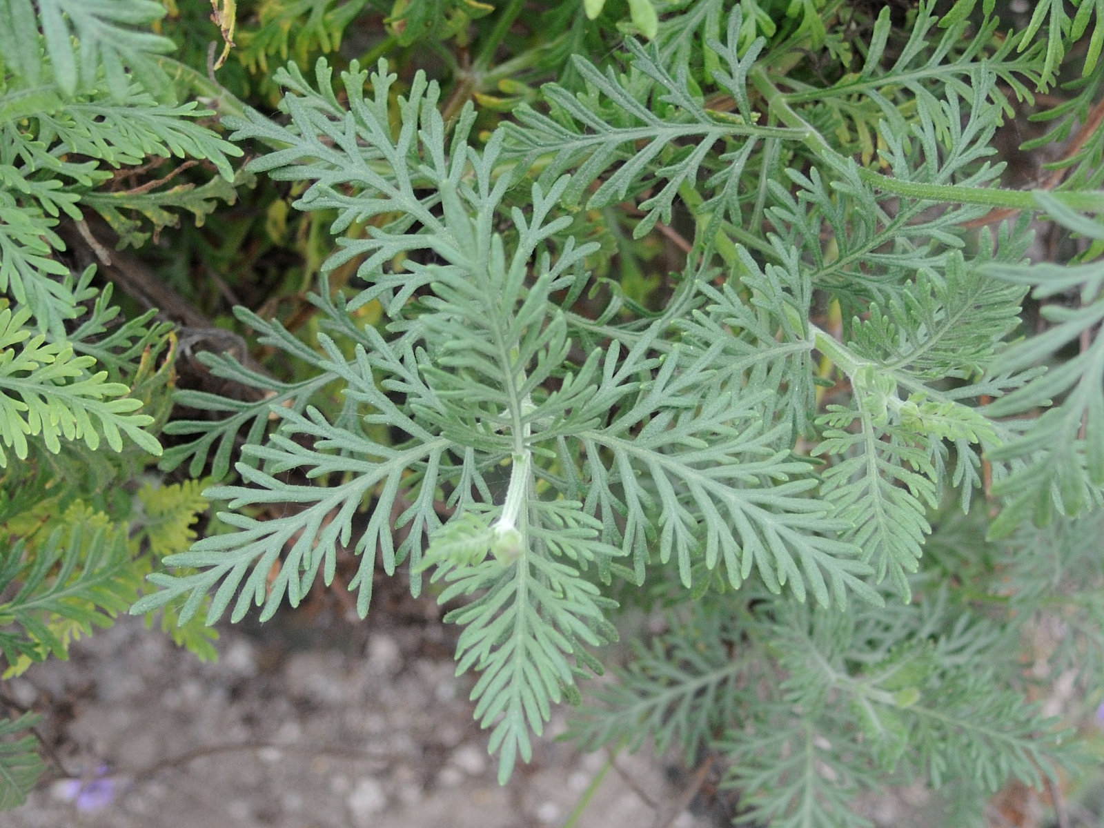 Afficher le média lavandula_canariensis2md lavandula_canariensis2md