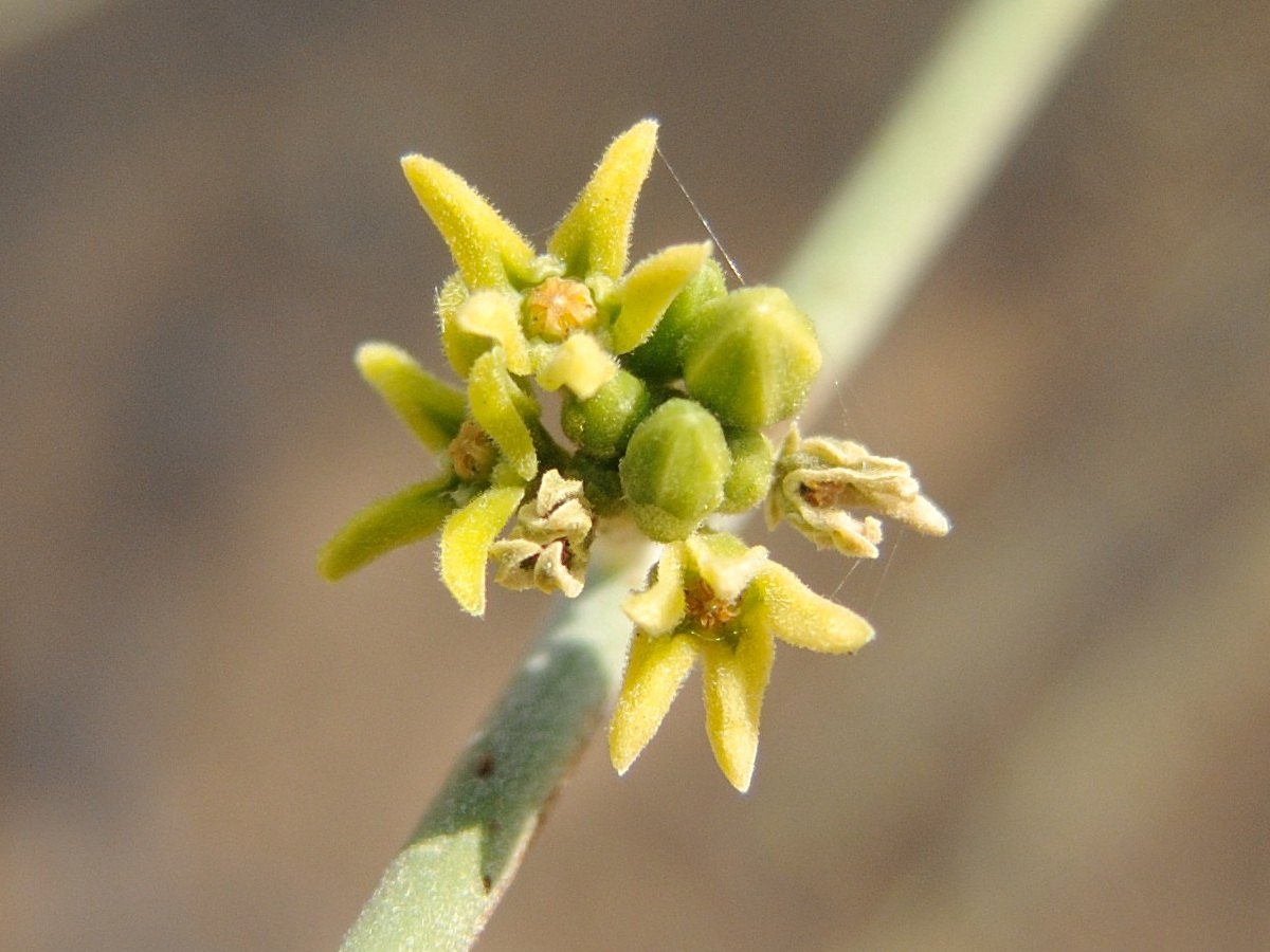 leptadenia_pyrotechnica2md