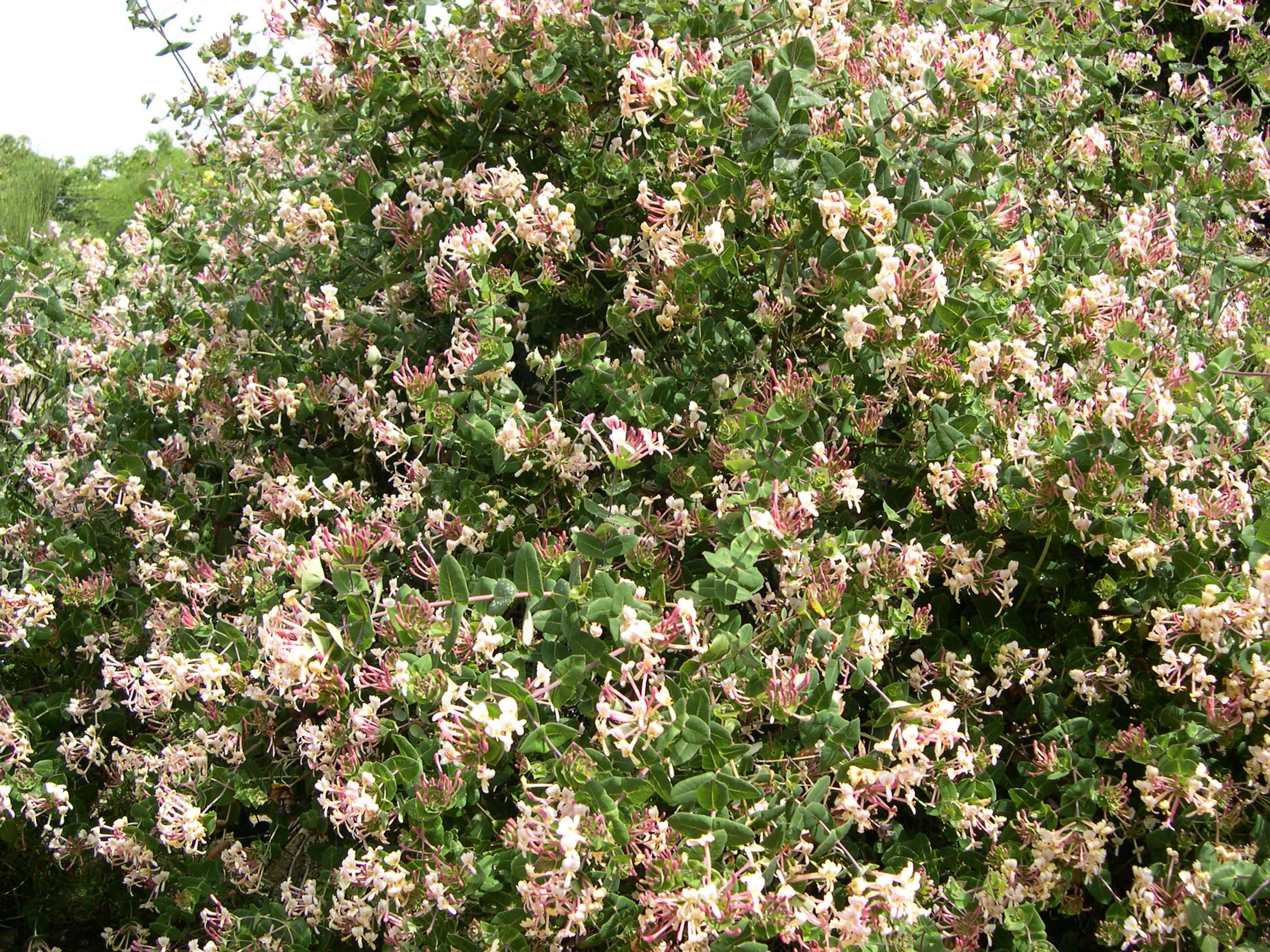 lonicera_implexa3md