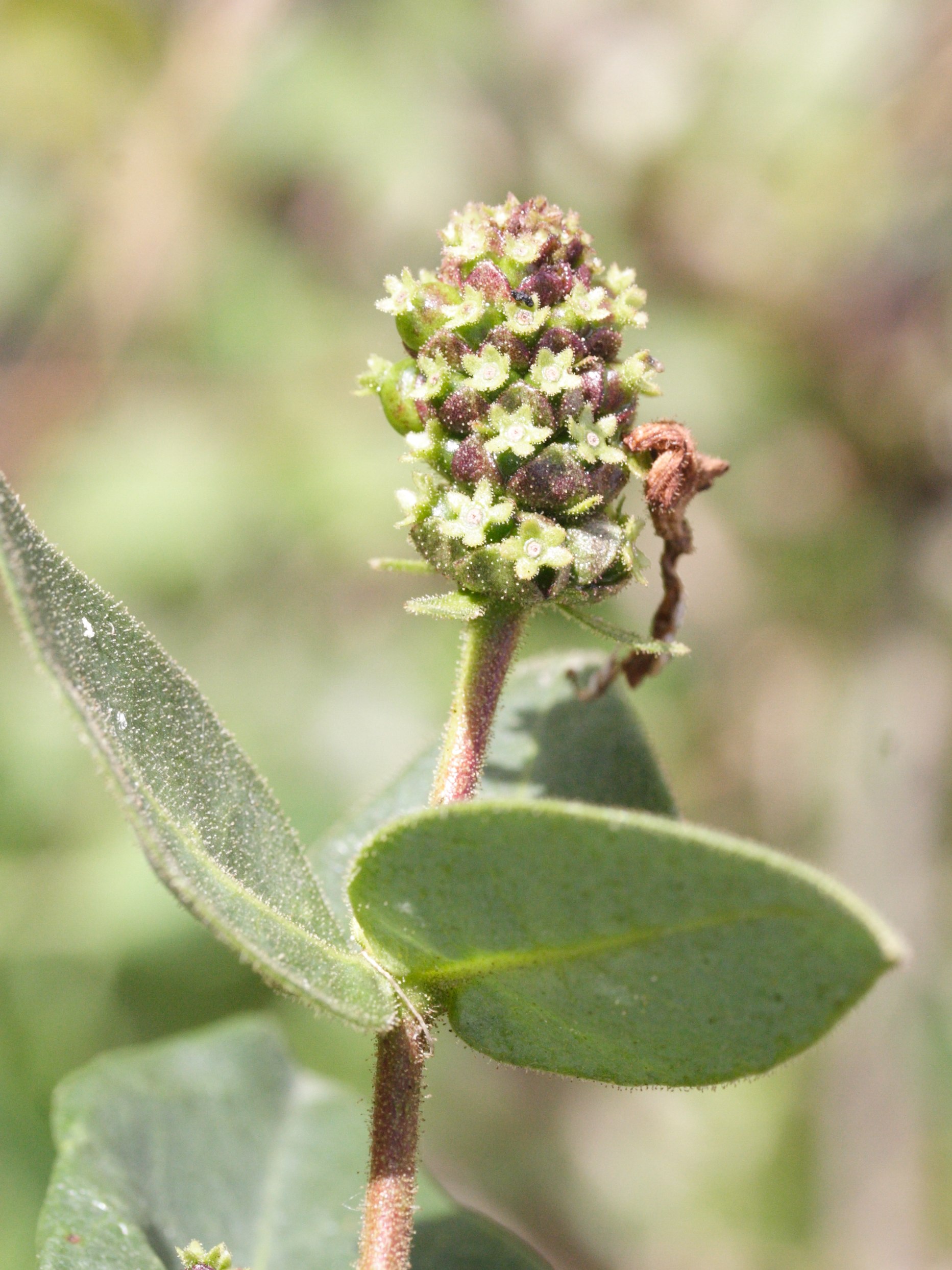 lonicera_periclymenum5md