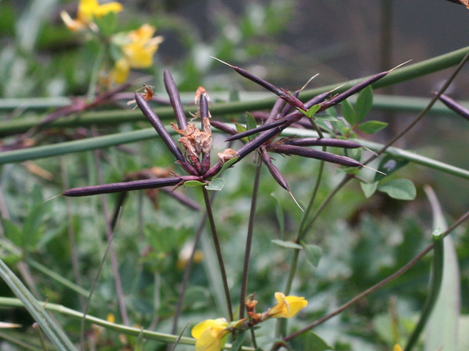 Afficher le média Lotus_pedunculatus Lotus_pedunculatus