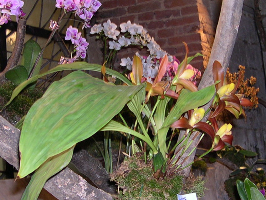 Afficher le média lycaste_lasioglossa1fca lycaste_lasioglossa1fca