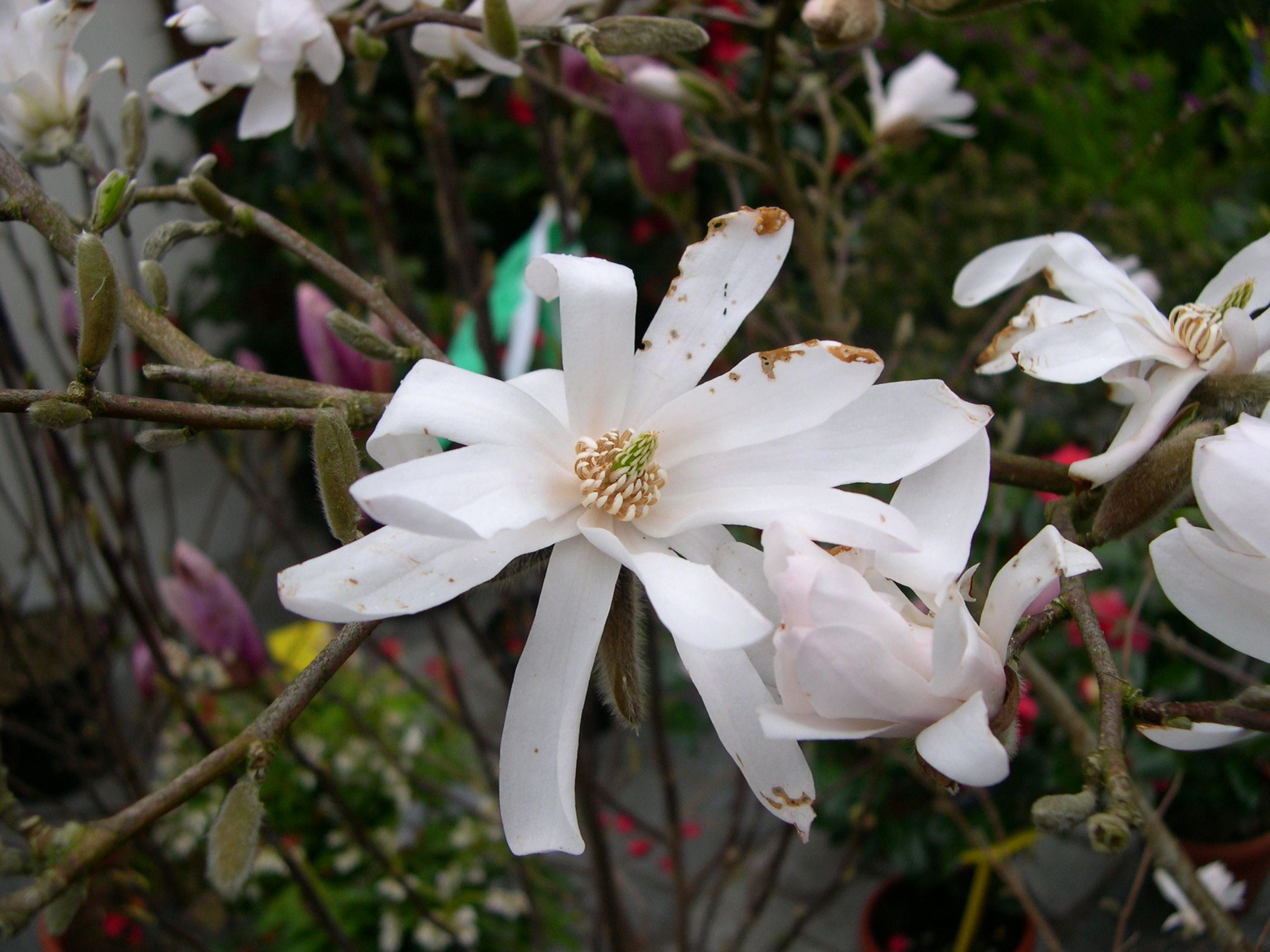 Afficher le média magnolia_stellata2md magnolia_stellata2md