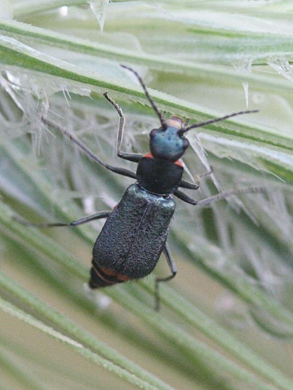 Afficher le média malachius_bipustulatus3md malachius_bipustulatus3md