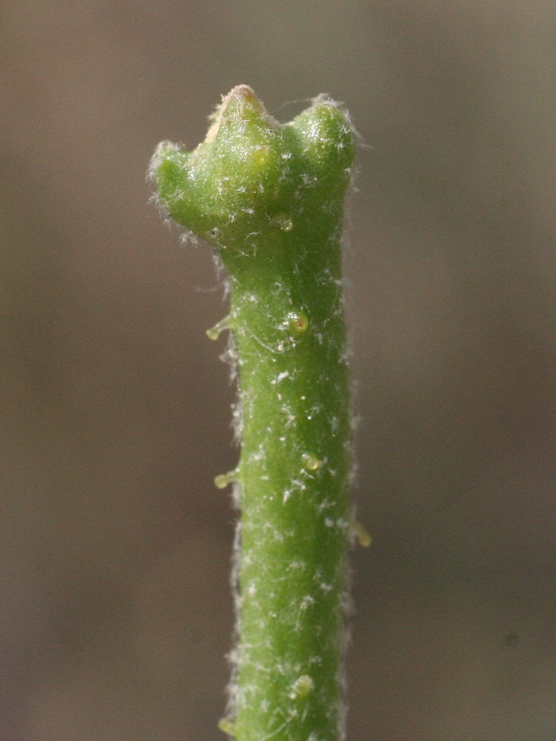 matthiola_sinuata5md