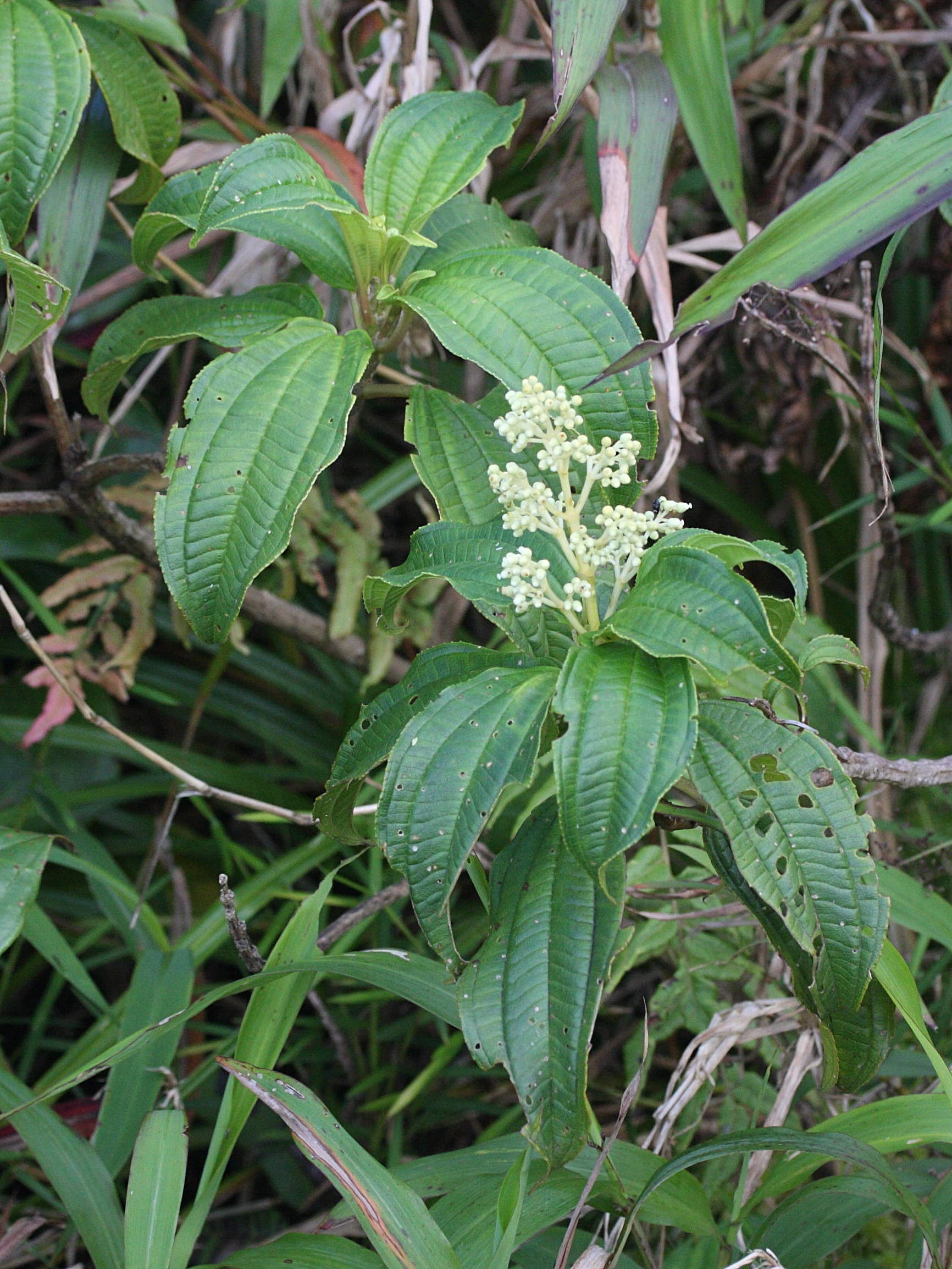 miconia_coriacea1md