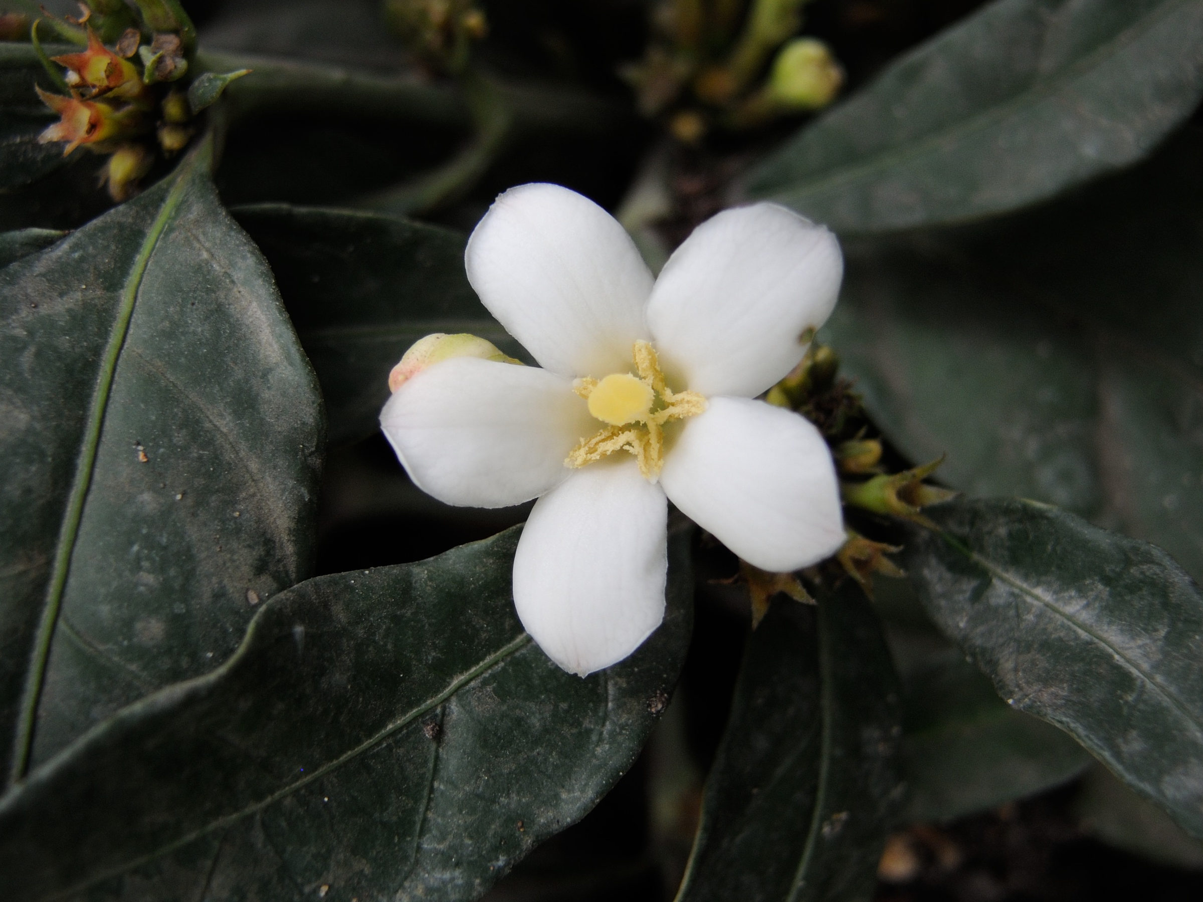 mitriostigma_axillare2md