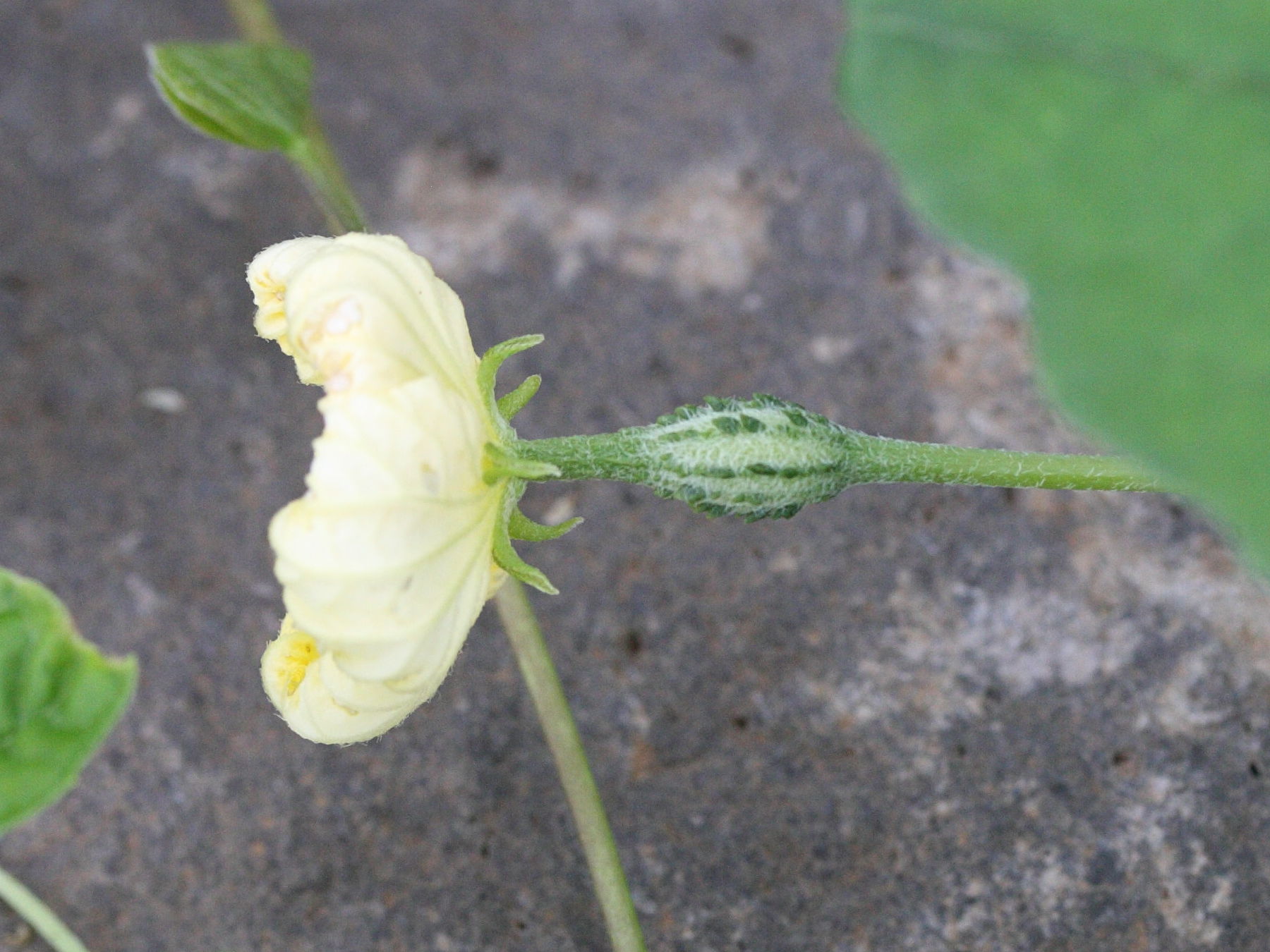 Afficher le média momordica_charantia10md momordica_charantia10md