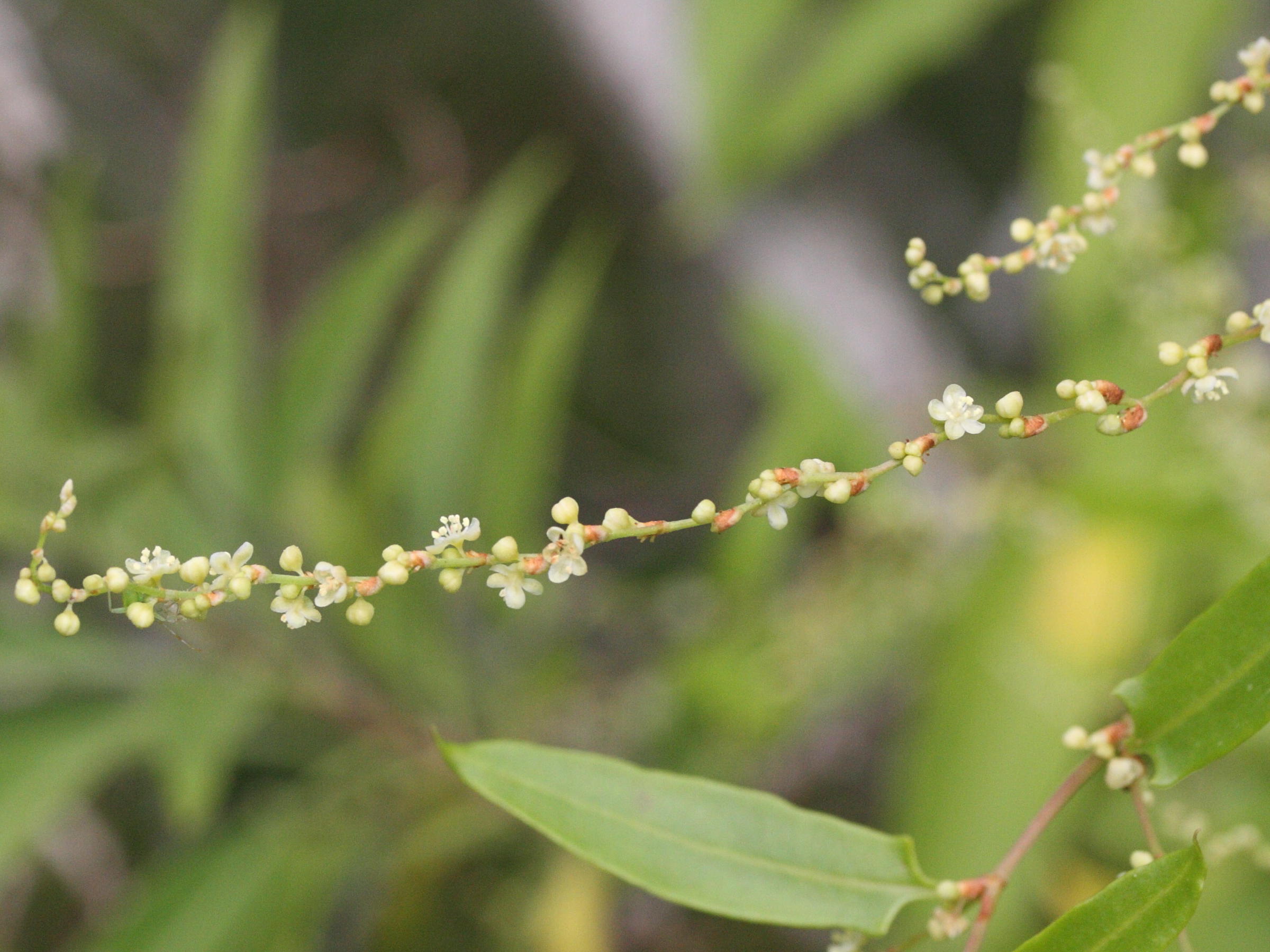muehlenbeckia_sagittifolia3md
