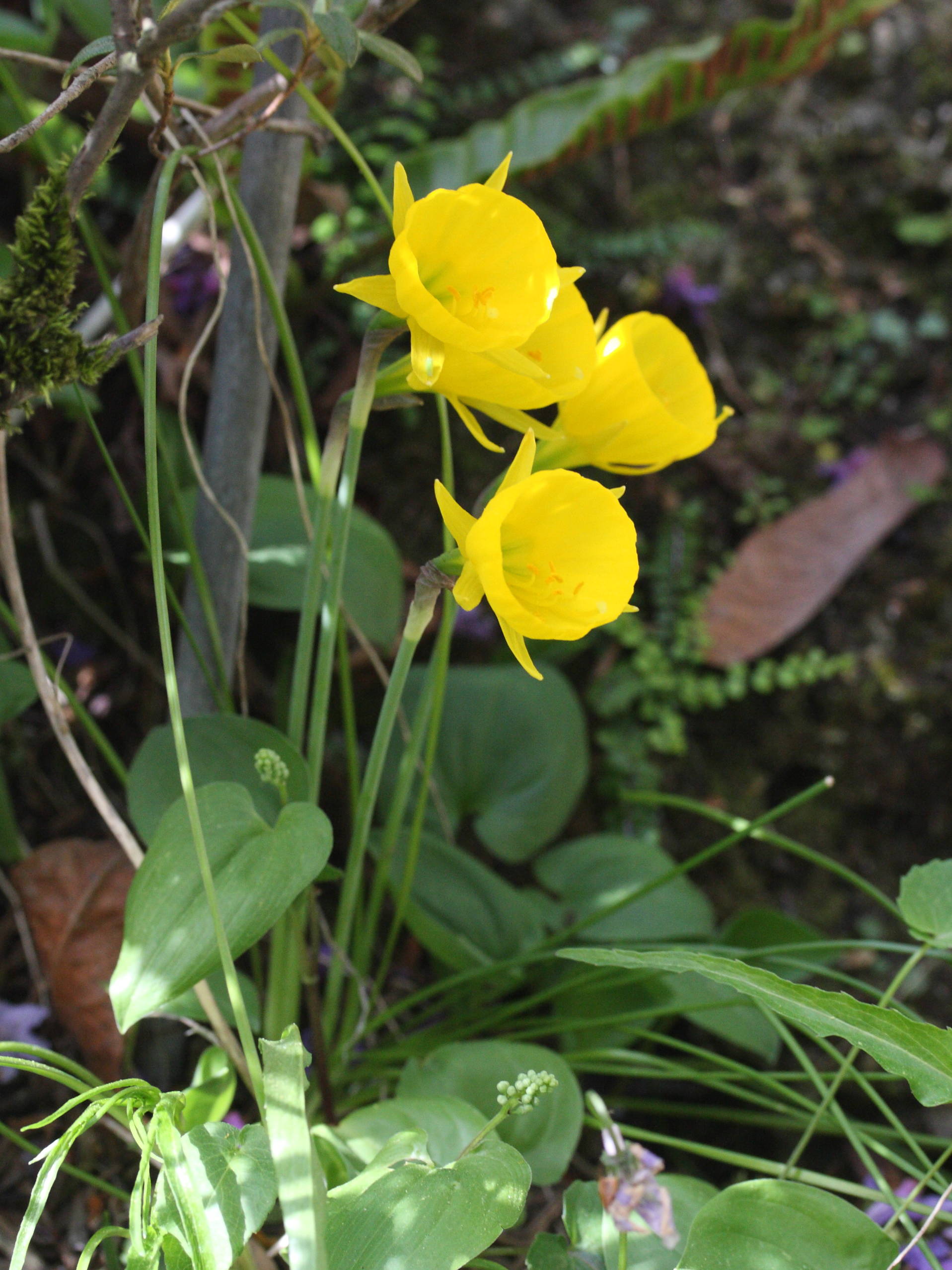 Afficher le média narcissus_bulbocodium2md narcissus_bulbocodium2md