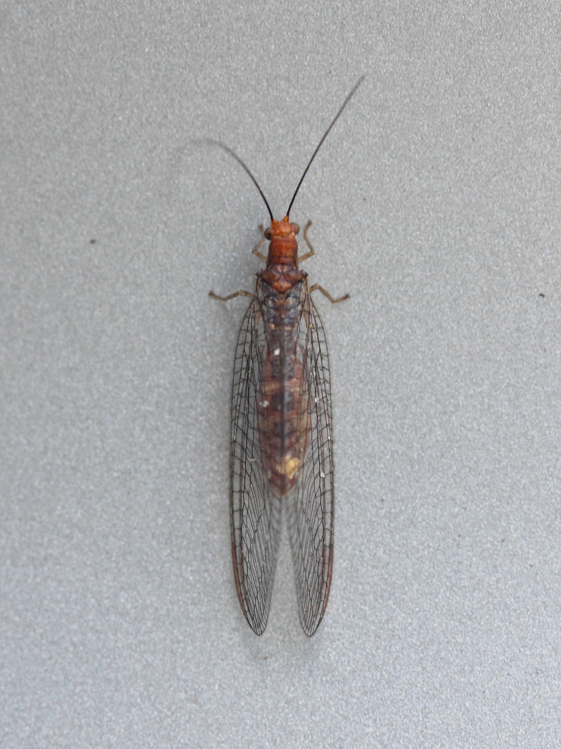 nothochrysa_capitata2md