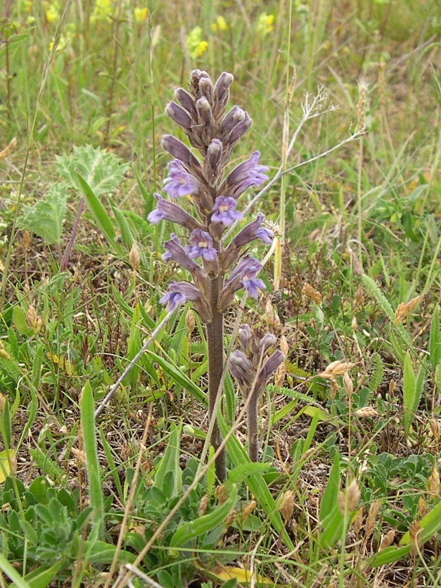 Afficher le média orobanche_purpurea1amd orobanche_purpurea1amd