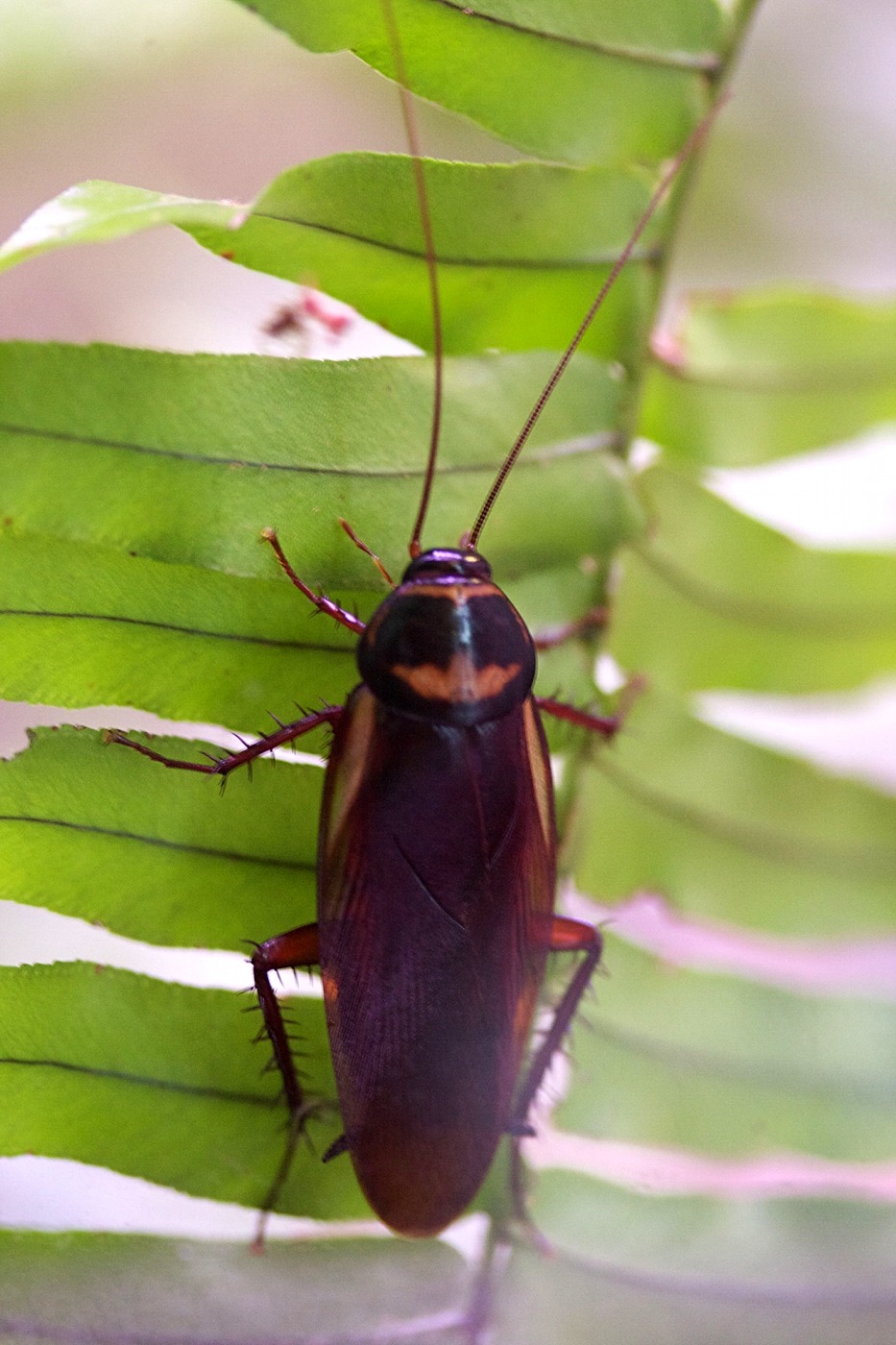 Periplaneta_australasiae