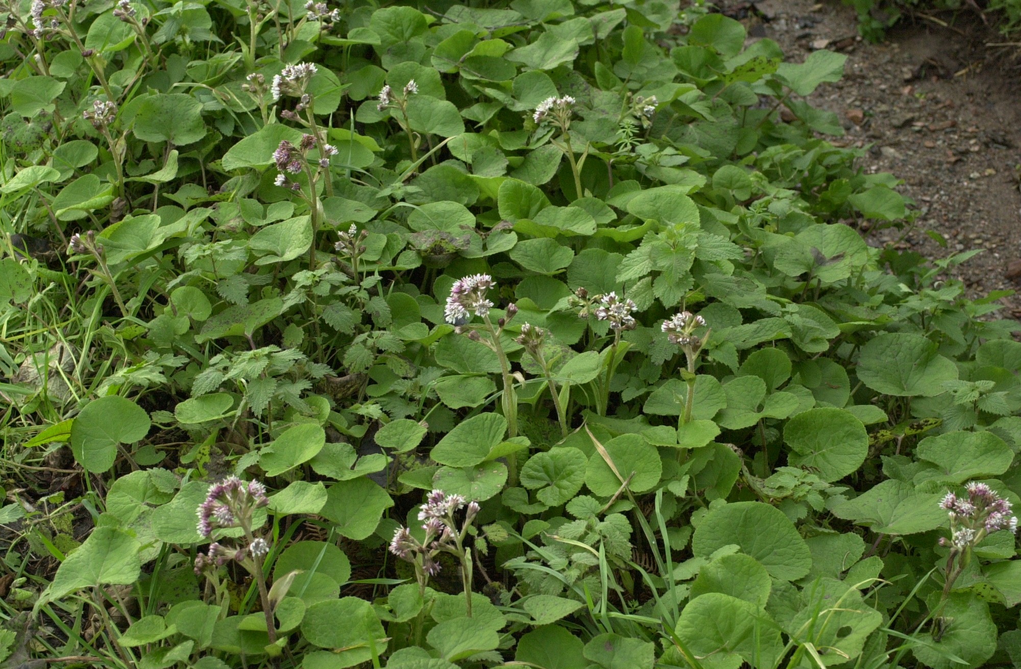 Afficher le média petasites_pyrenaicus1md petasites_pyrenaicus1md