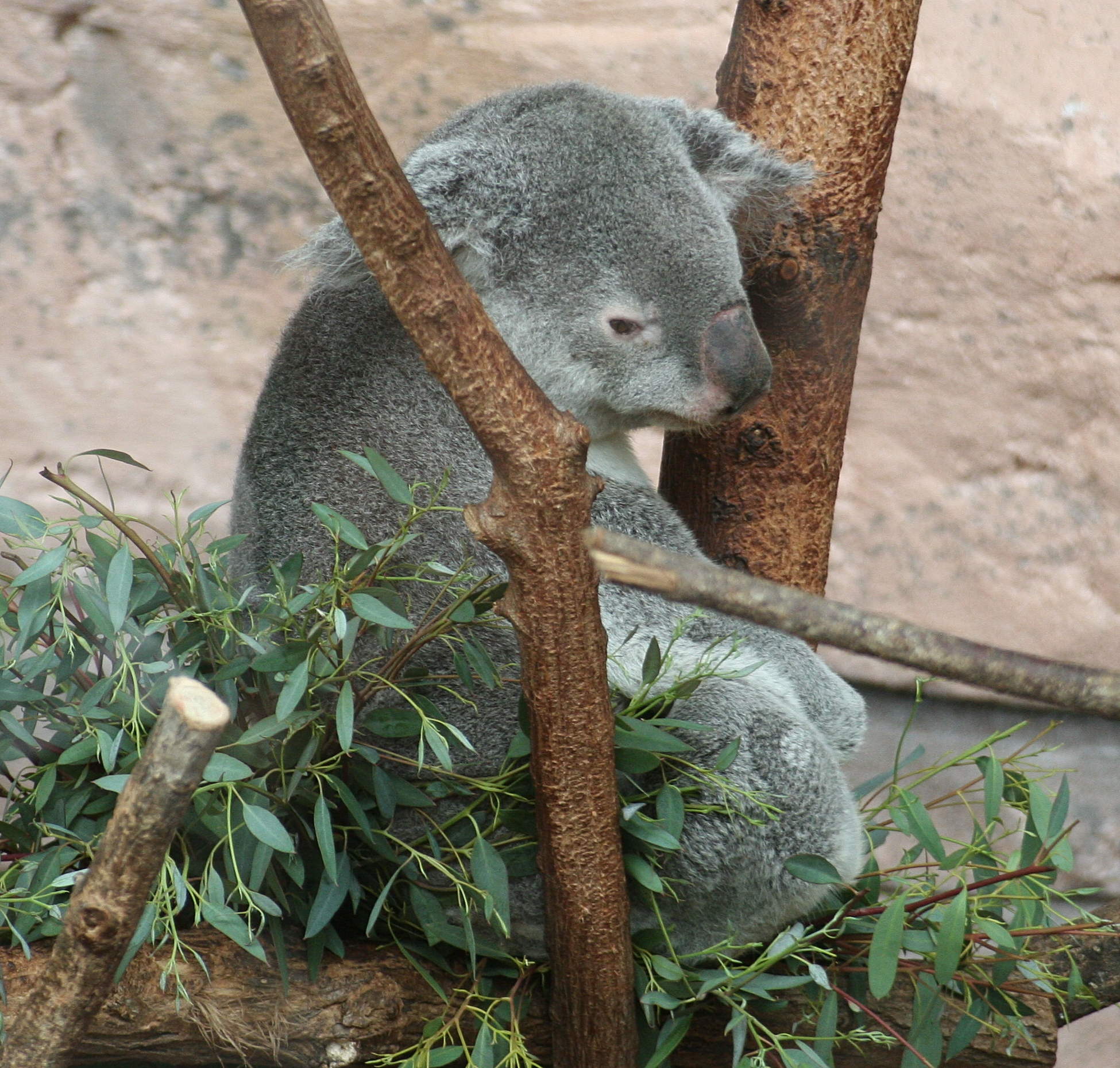 phascolarctos_cinereus_adustus1md