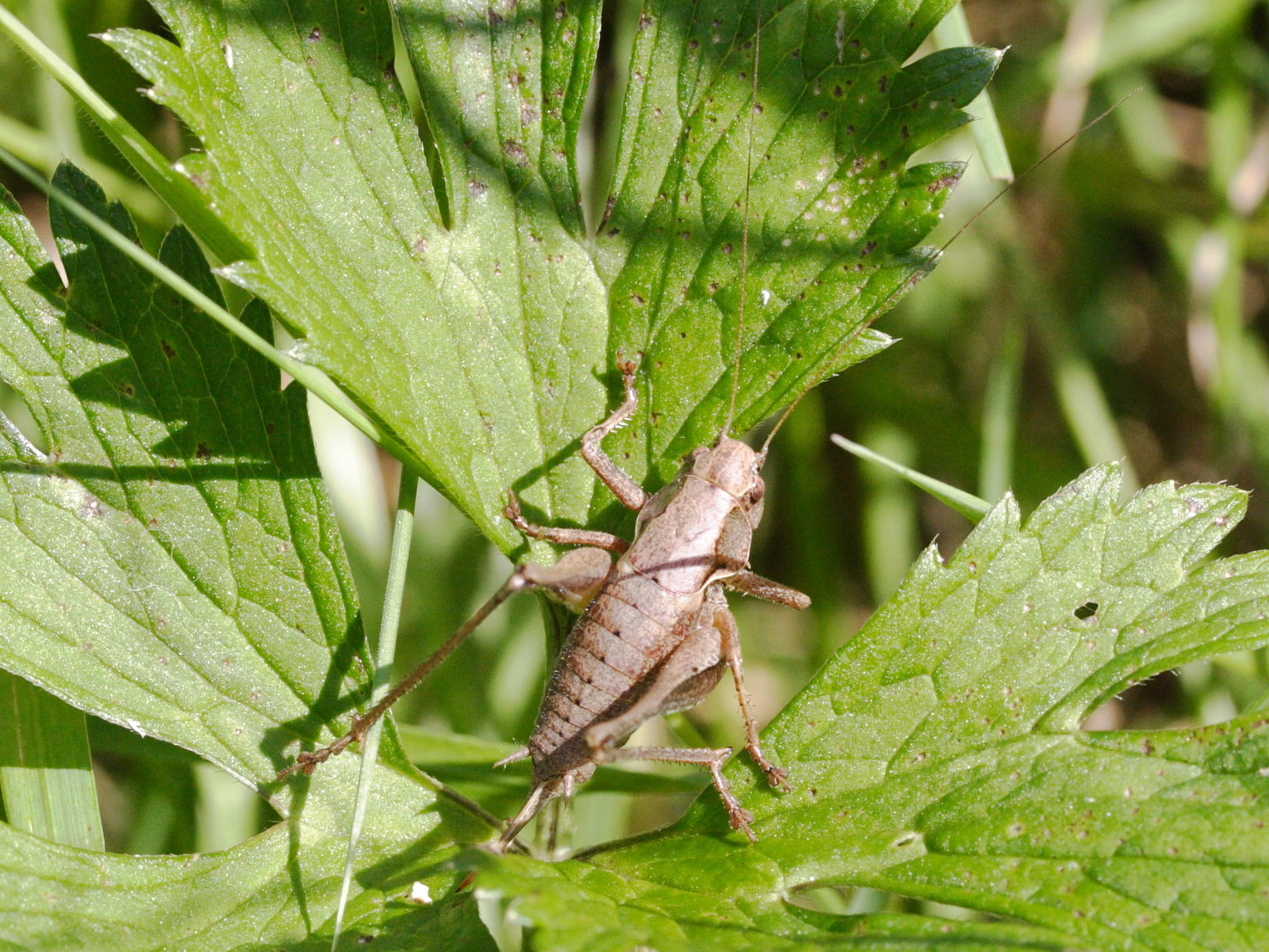 pholidoptera_griseoaptera1bmd