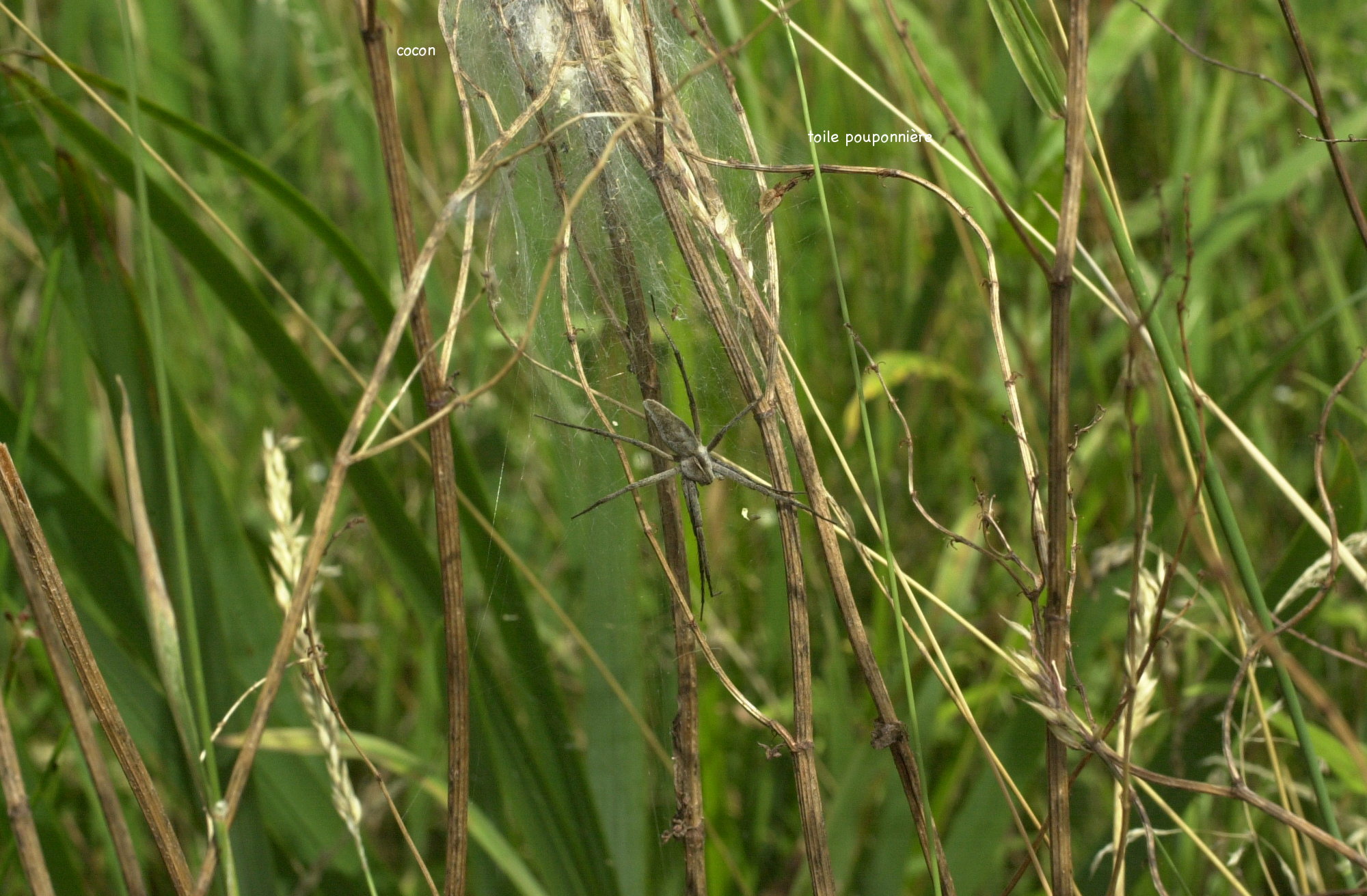 pisaura_mirabilis2md