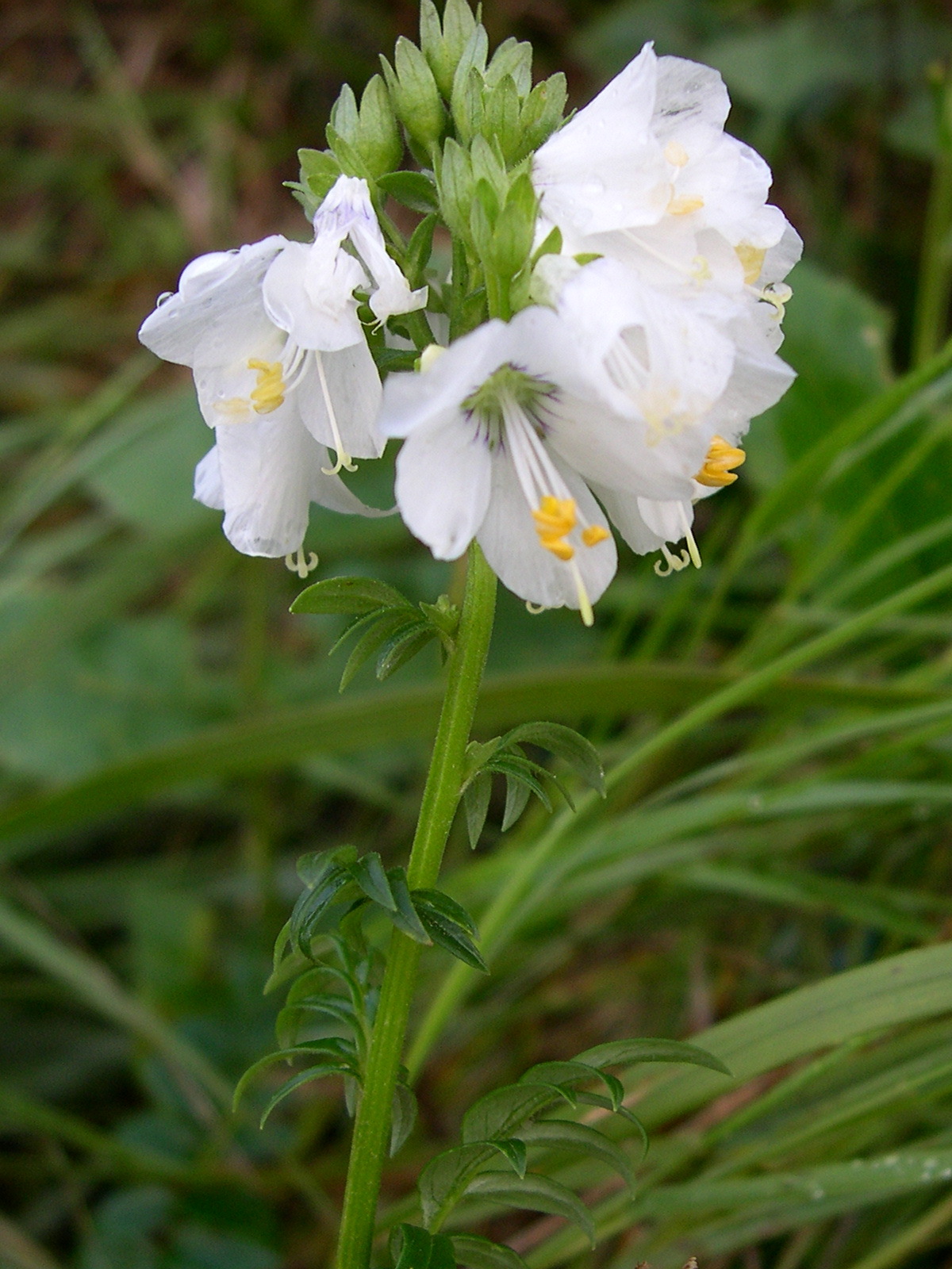 Afficher le média polemonium_caeruleum5md polemonium_caeruleum5md