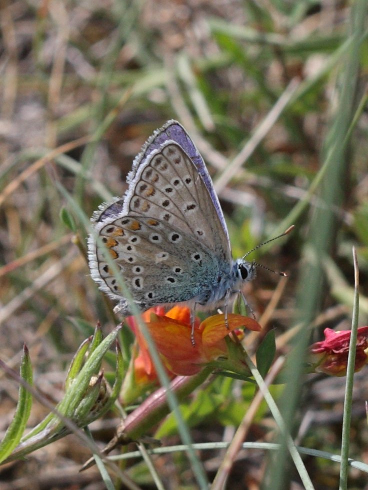 polyommatus_escheri2bd