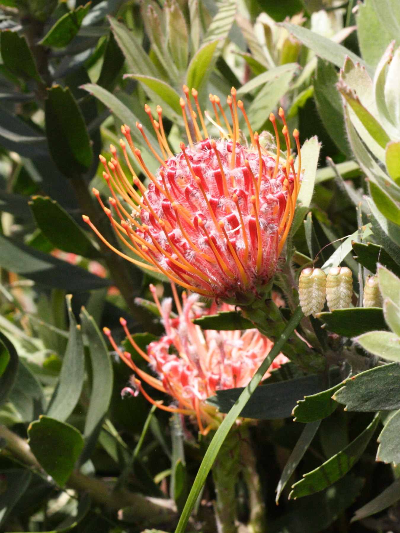 protea_cynaroides2md
