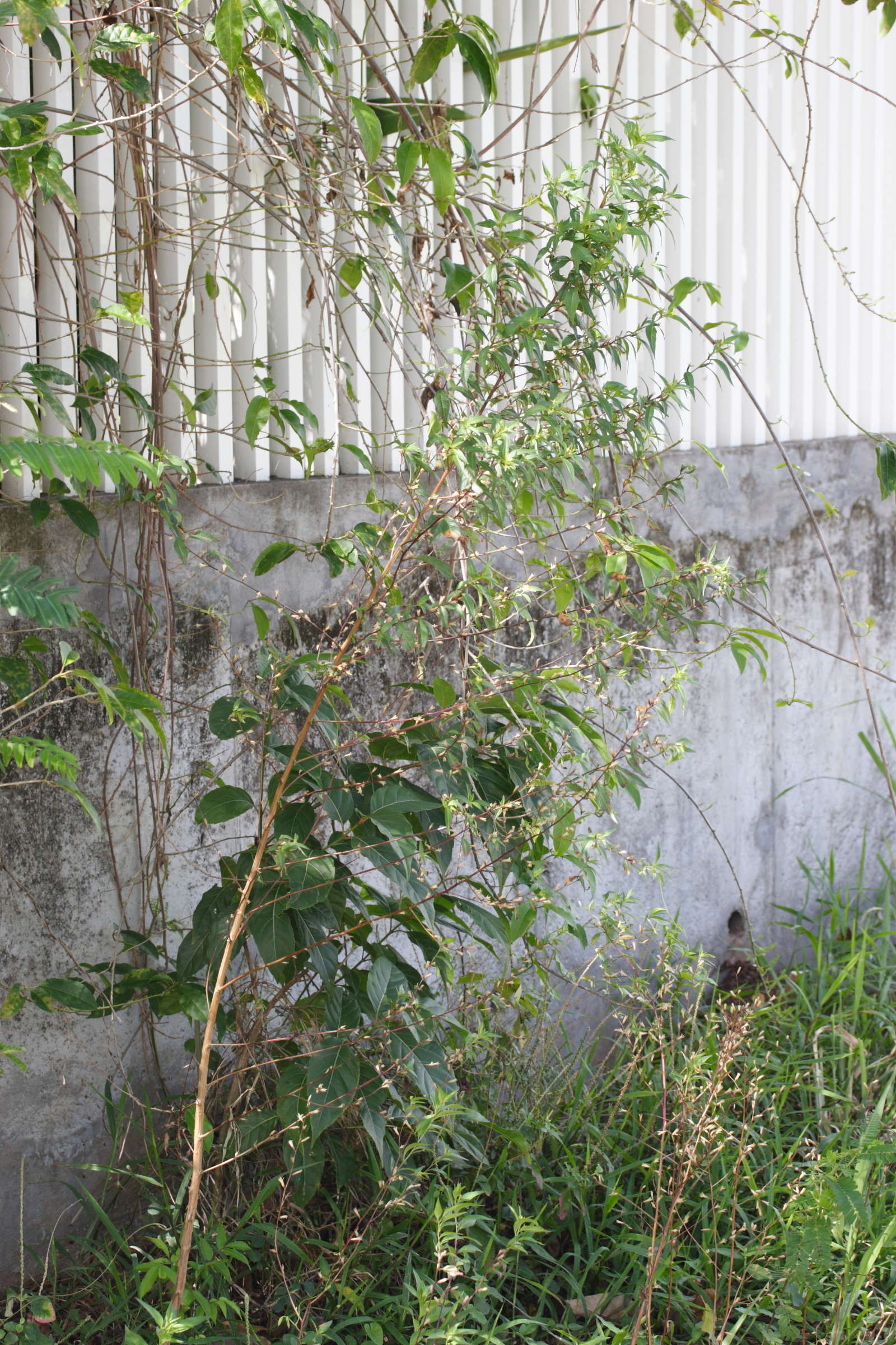 pseudelephantopus_spicatus1md