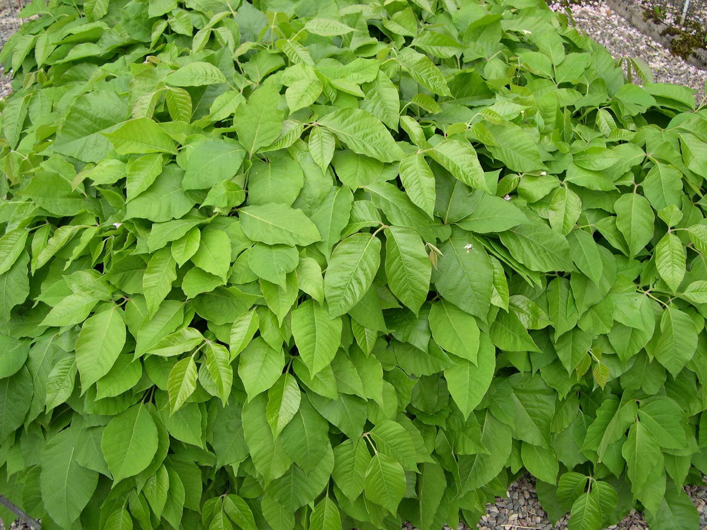 rhus_toxicodendron1md