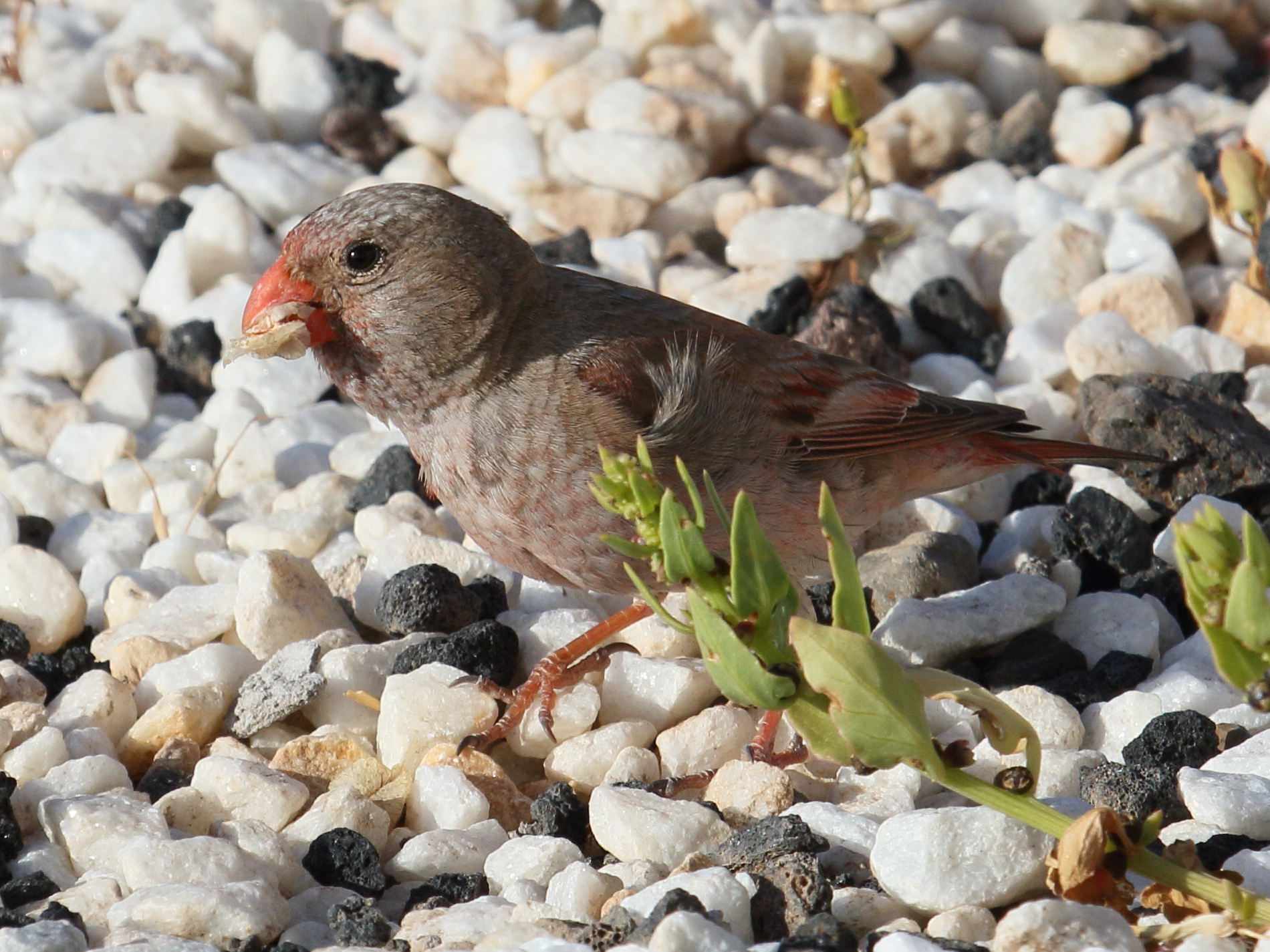 roselin_githagine_-_bucanetes_githagineus3bd