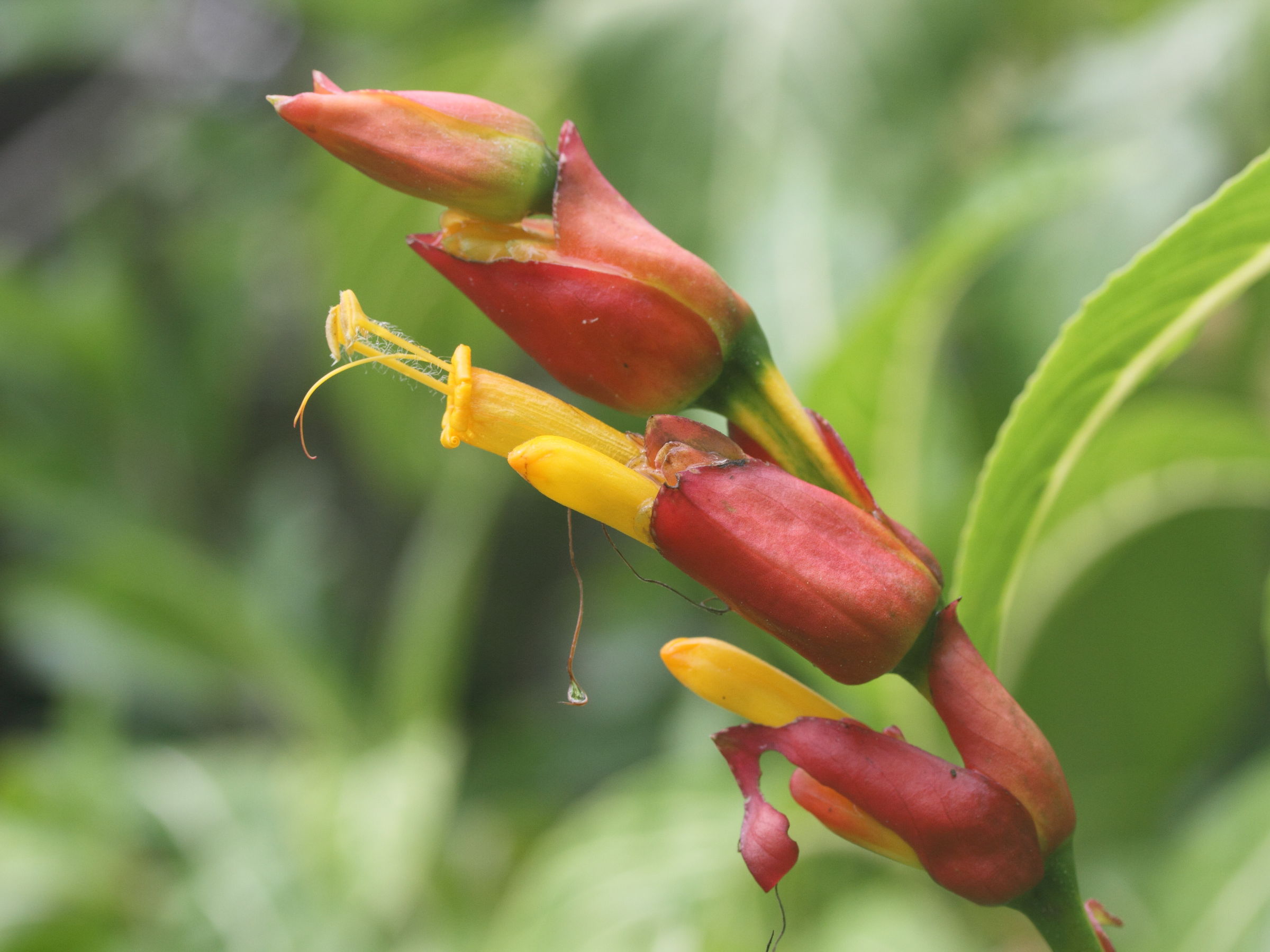 sanchezia_nobilis3md