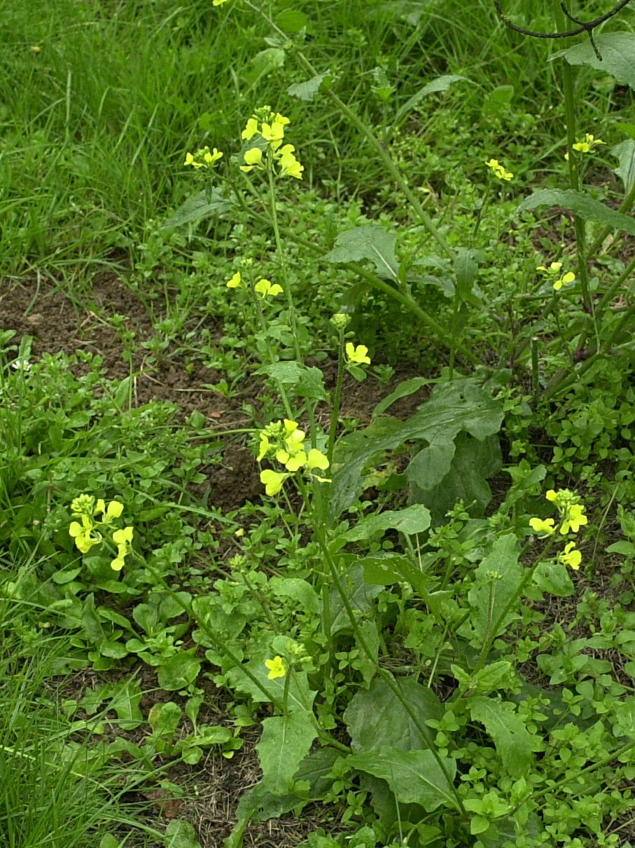 sinapis_arvensis1md