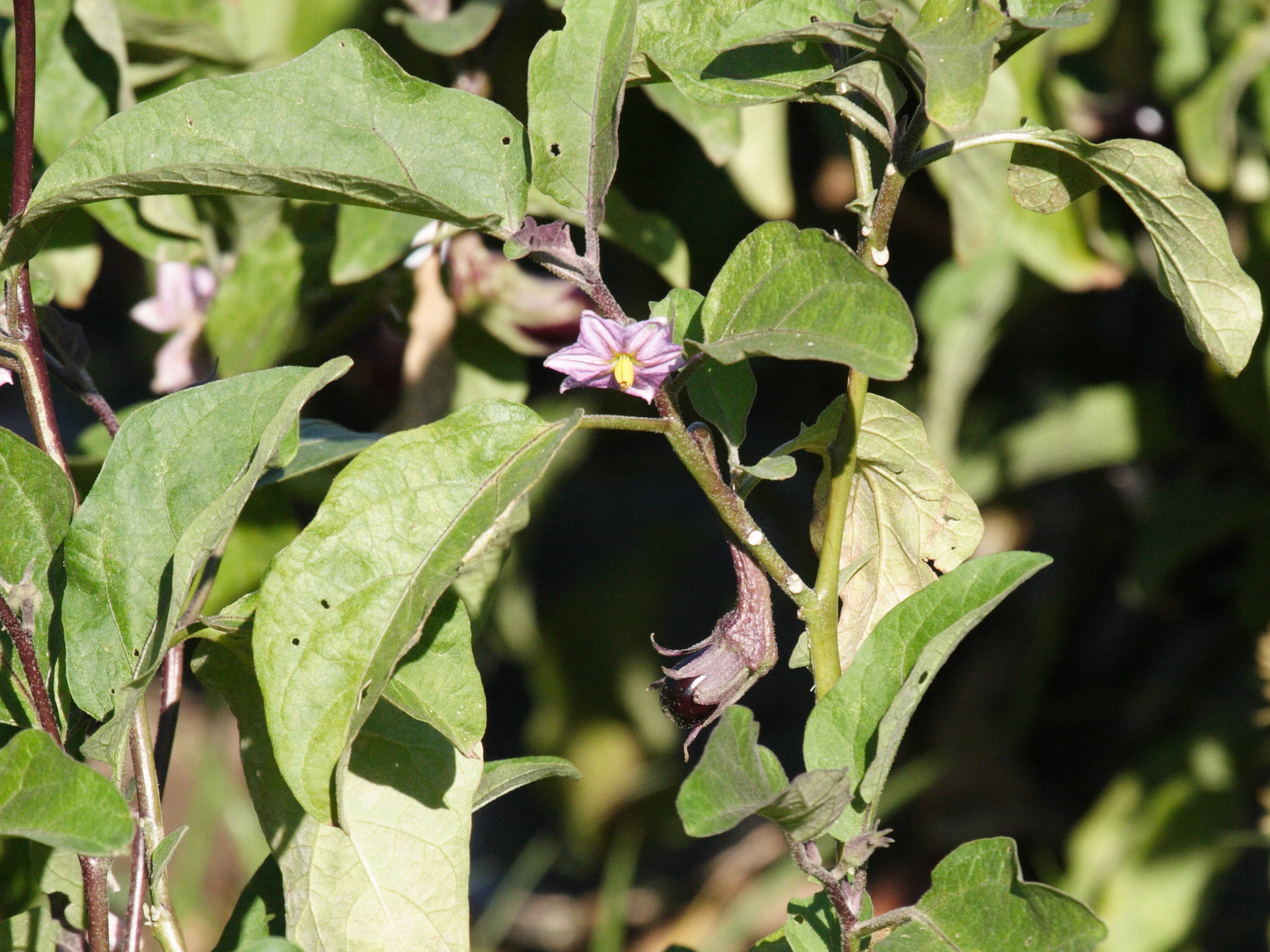 solanum_melongena3bd