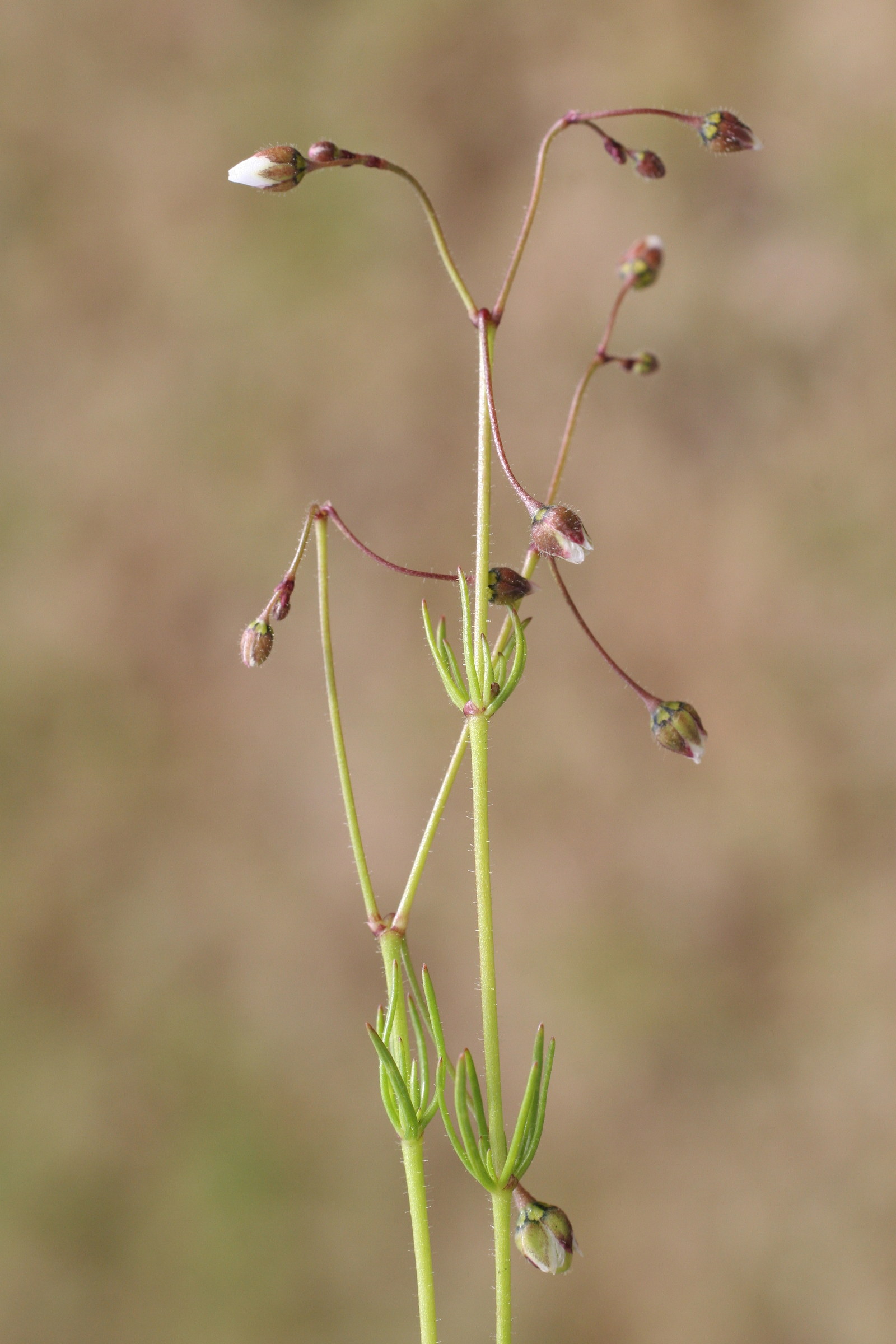 spergula_arvensis7bd