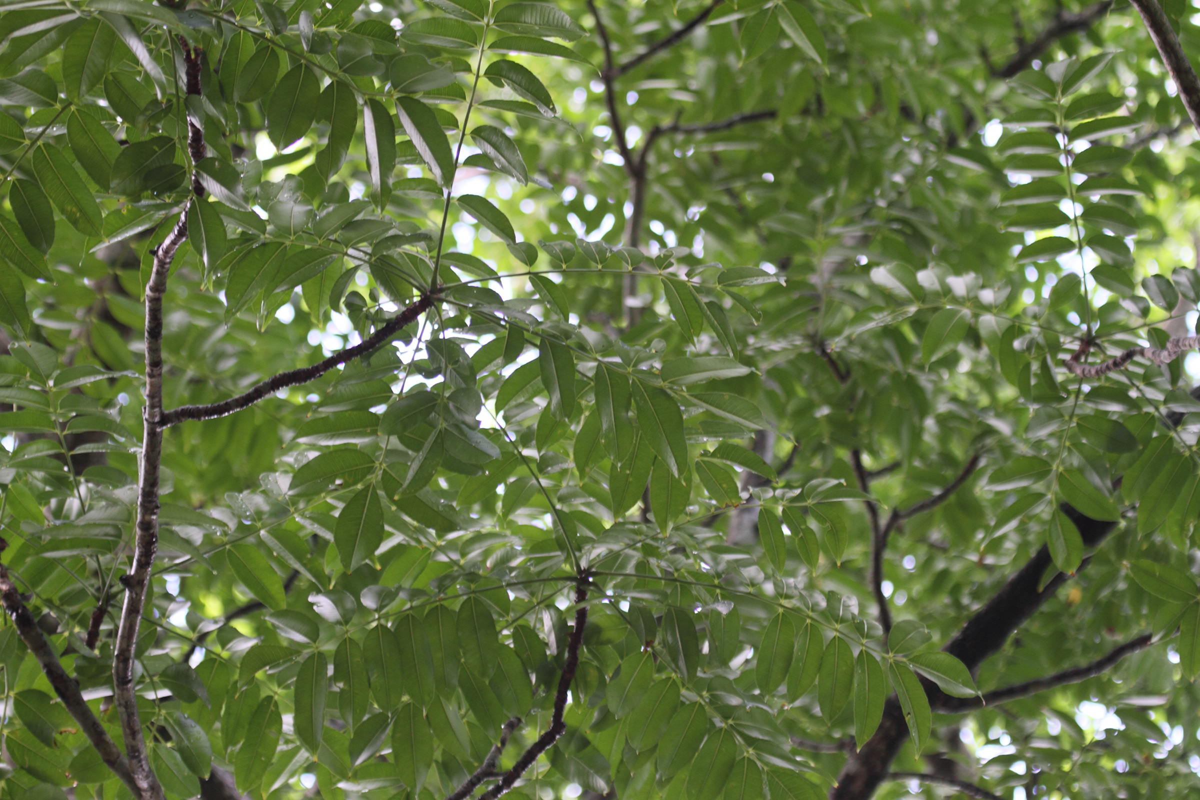 spondias_cytherea2bd