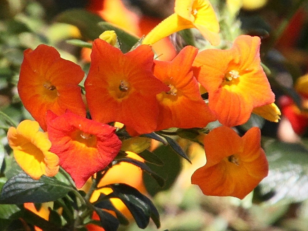 streptosolen_jamesonii3md